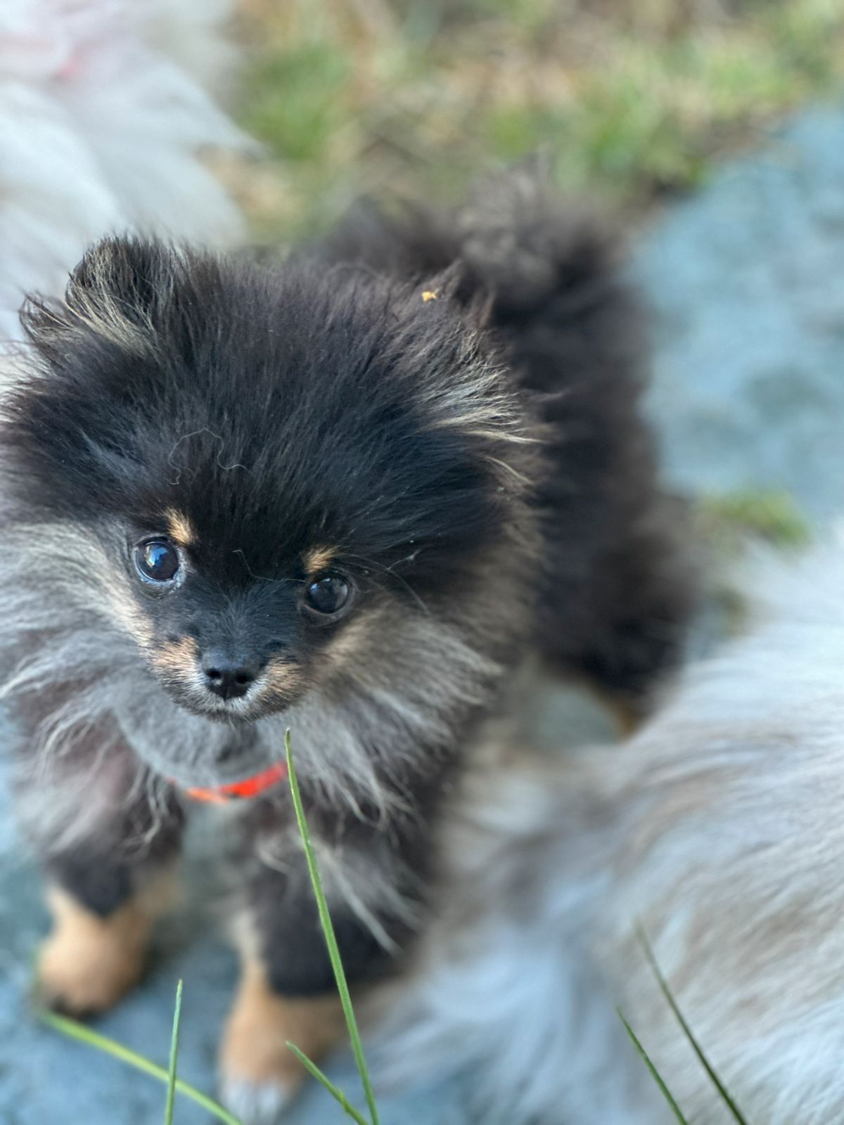 Pomeranian