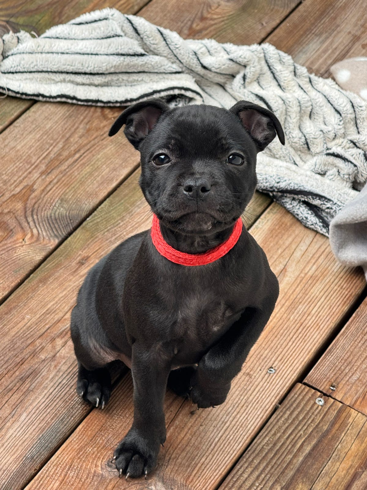 Staffordshire bull terrier