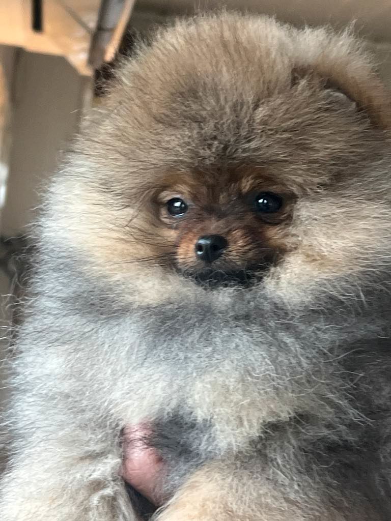 Pomeranian