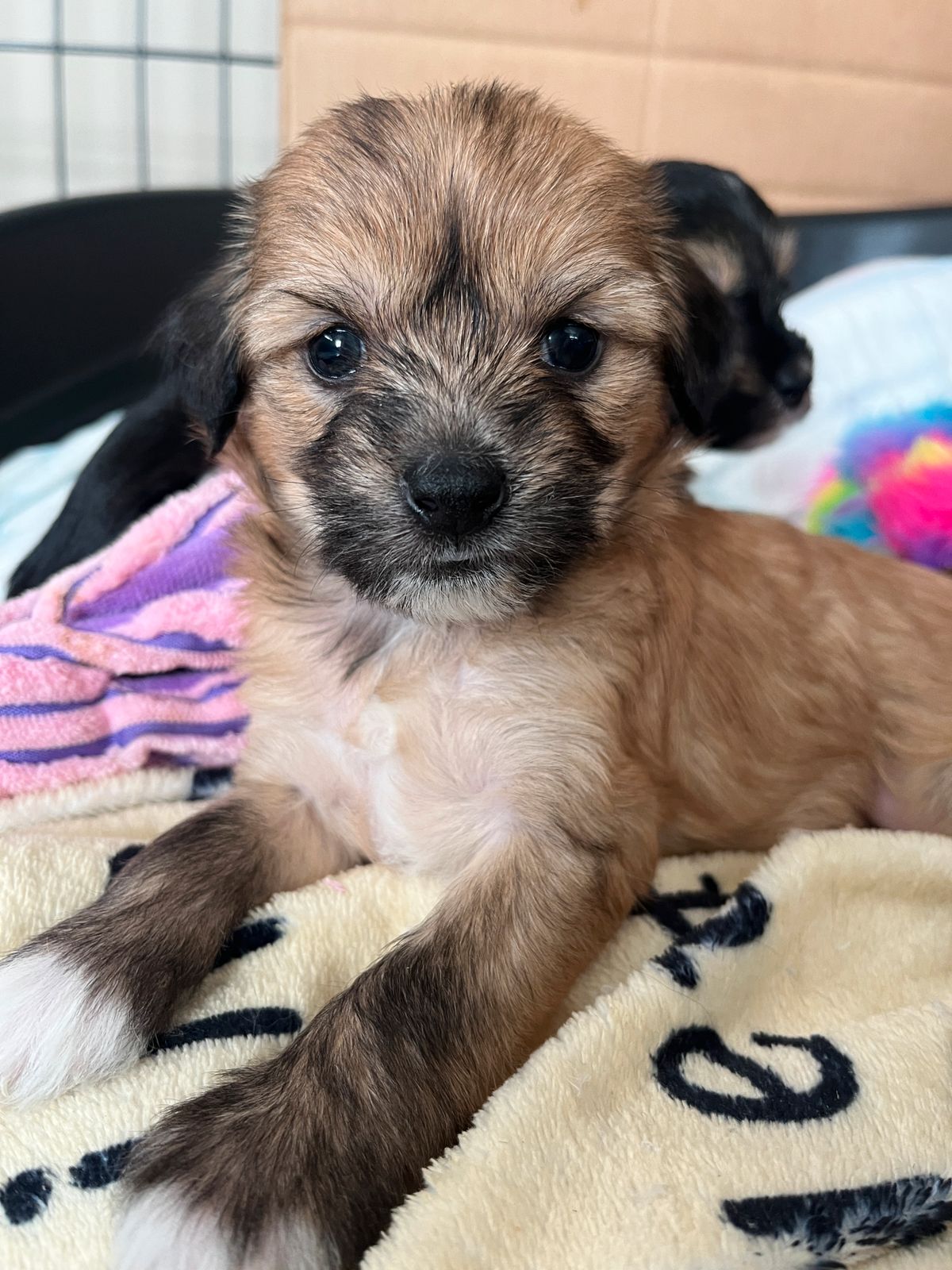Chinese crested powderpuff
