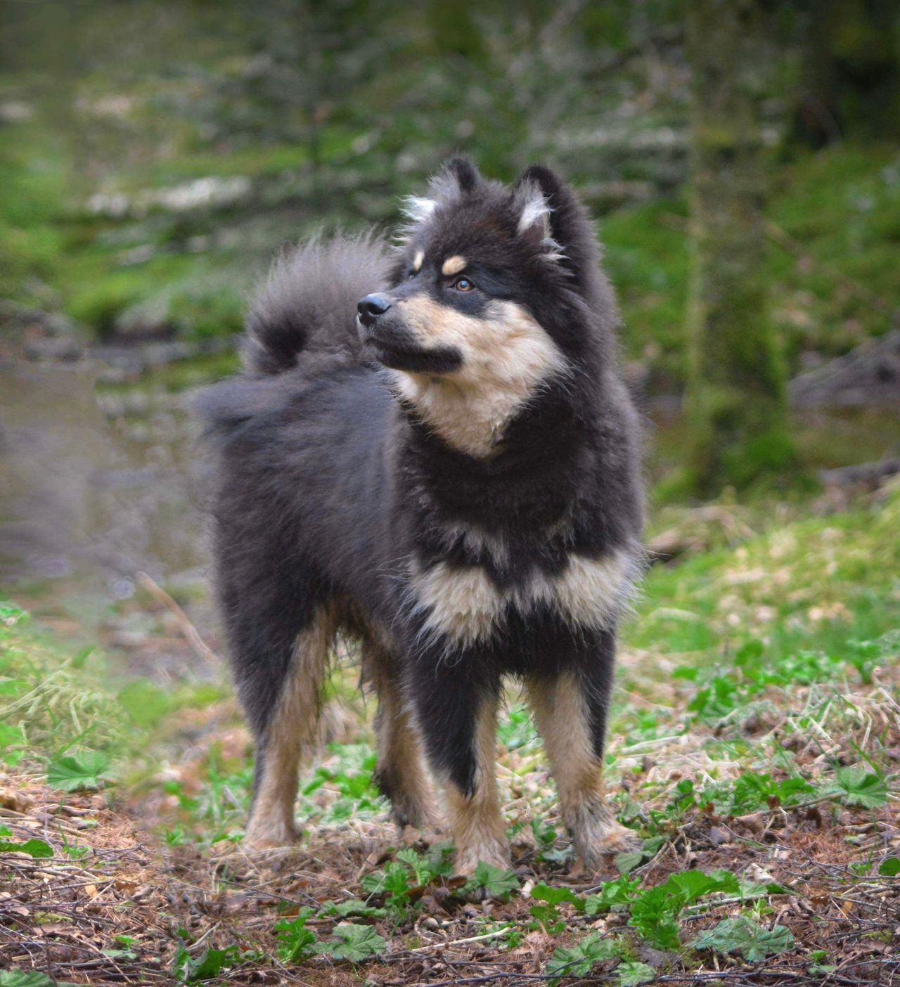 Finsk lapphund