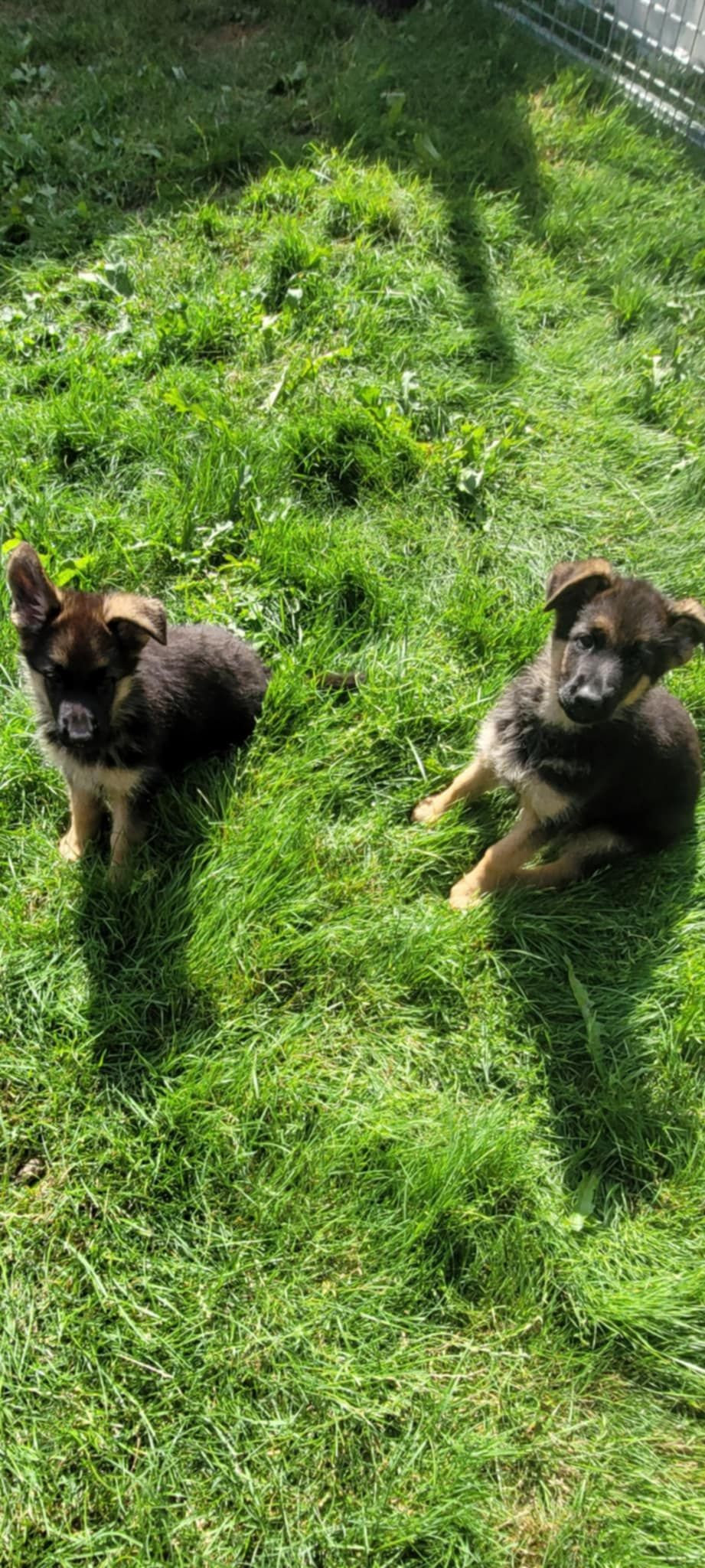 Schäferhund normalhår