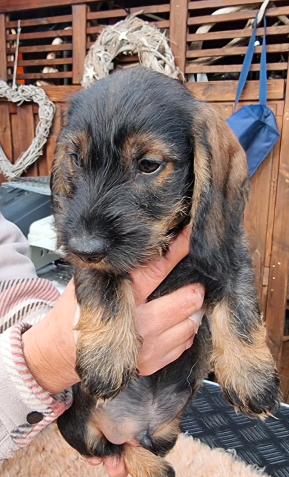 Dachshund strihåret