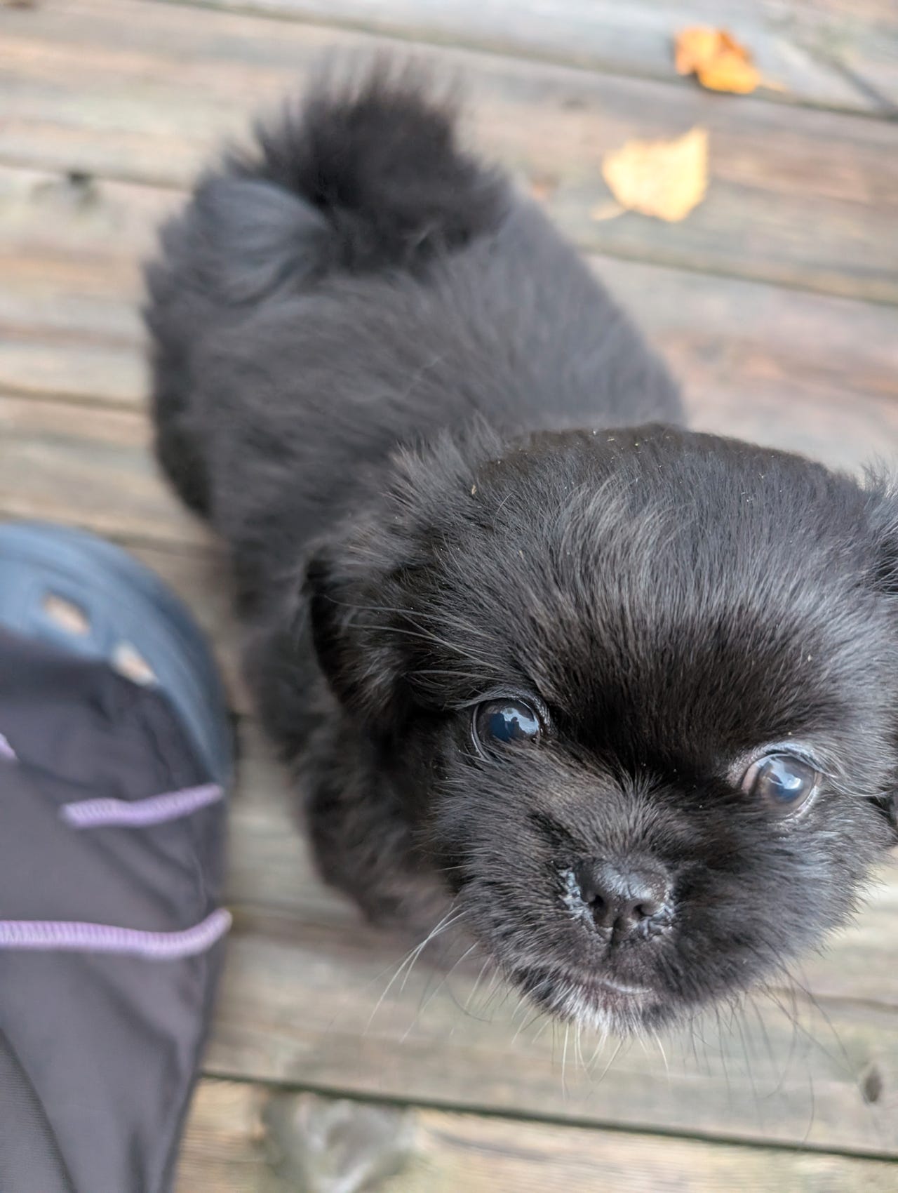 Tibetansk spaniel
