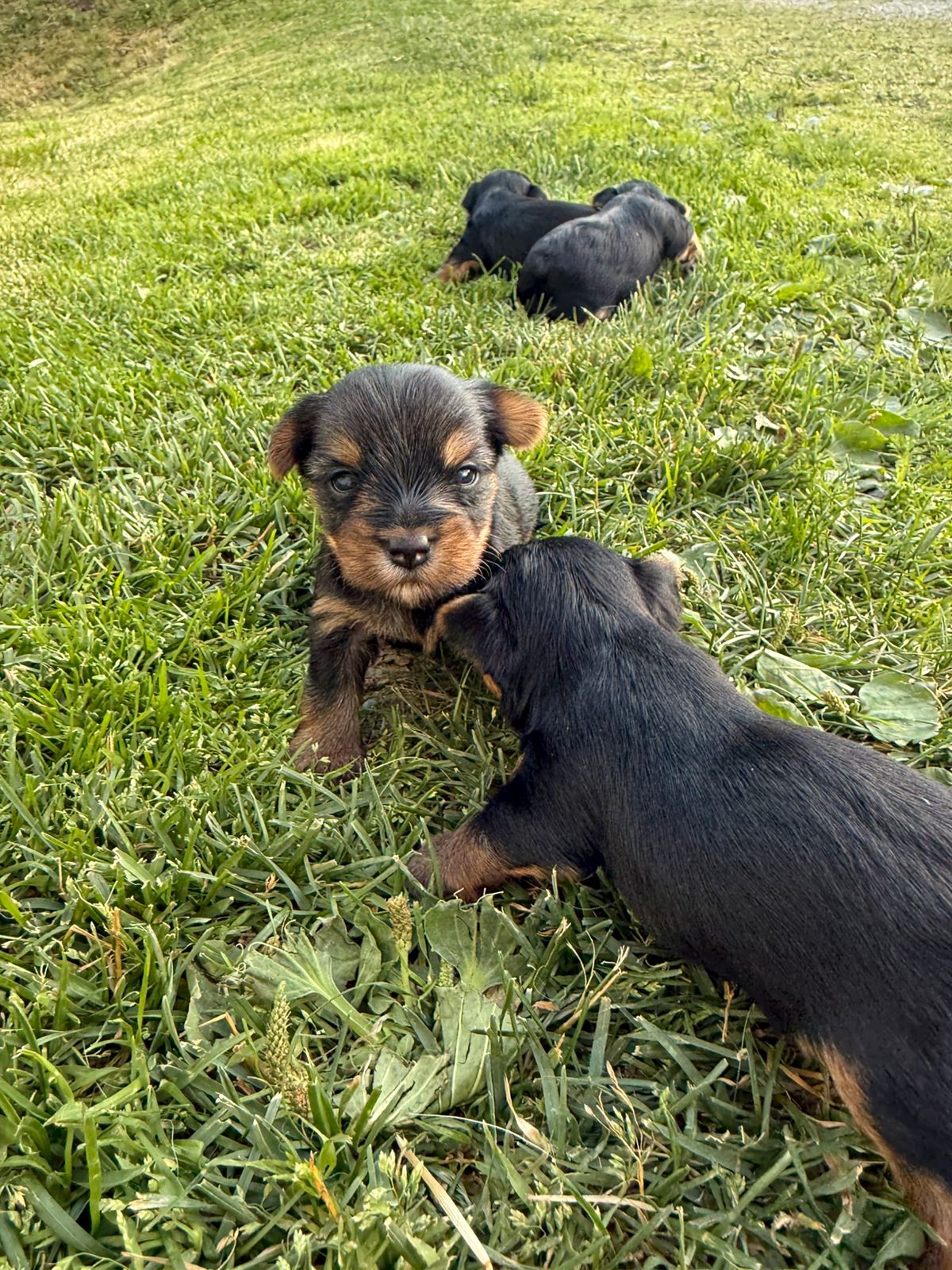 Yorkshire terrier