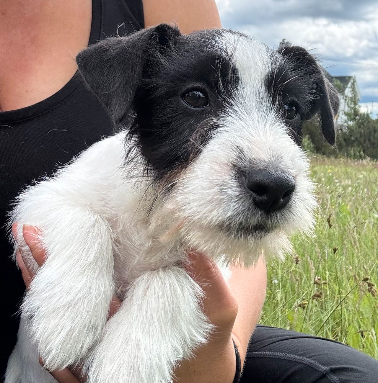 Jack russell terrier