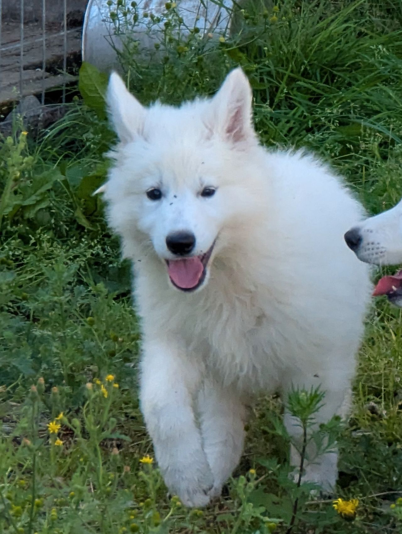 Hvit gjeterhund