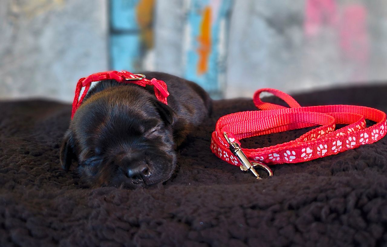 Staffordshire bull terrier