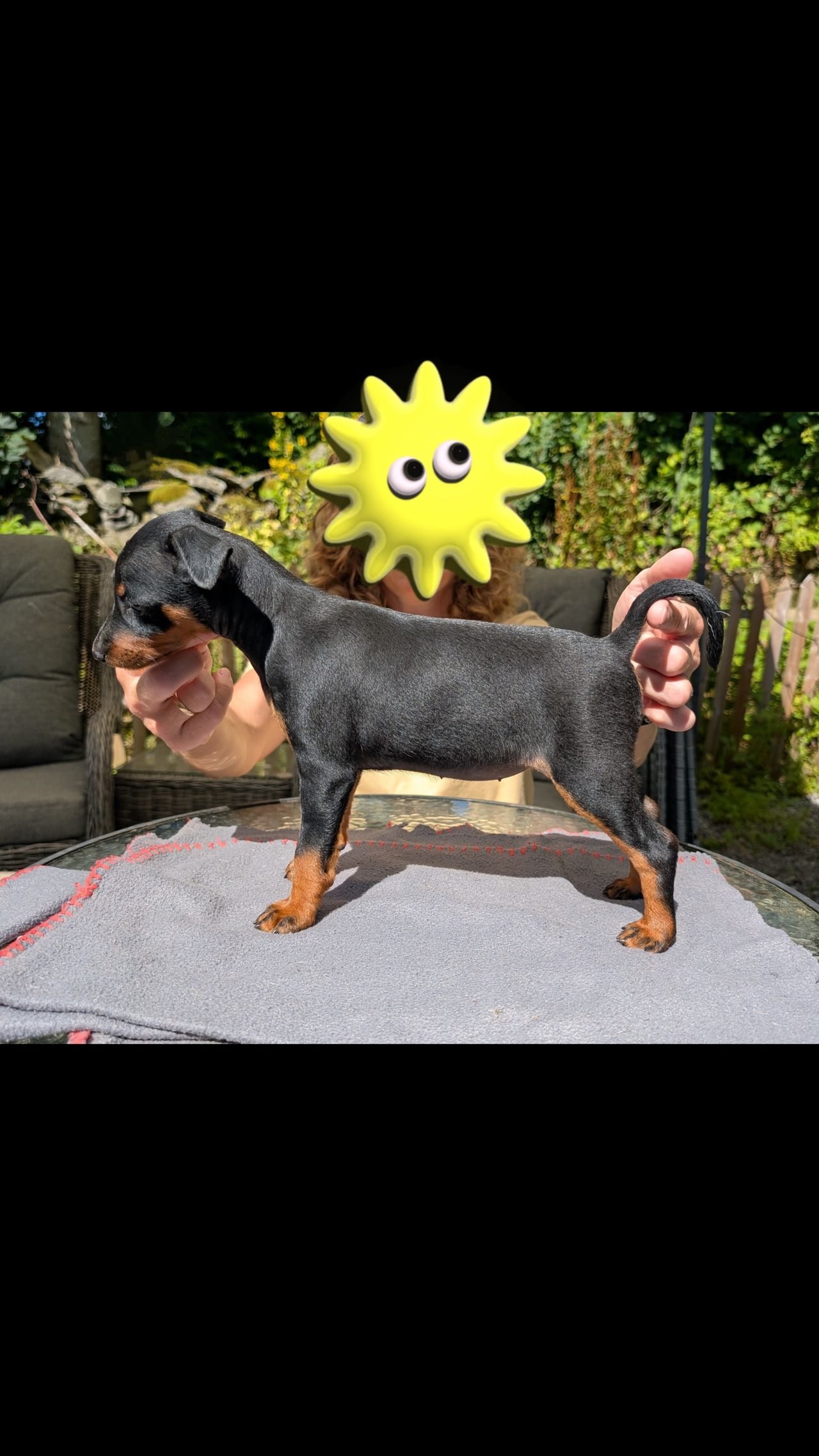 Dvergpinscher