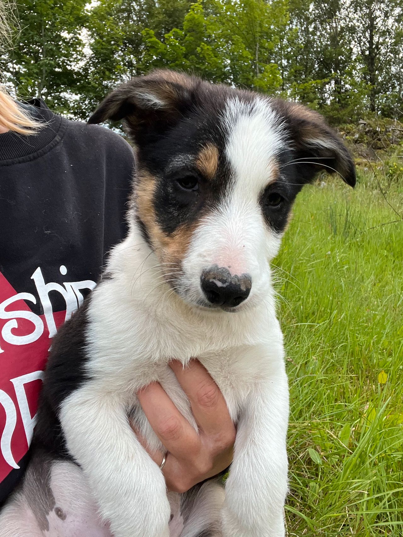 Border collie