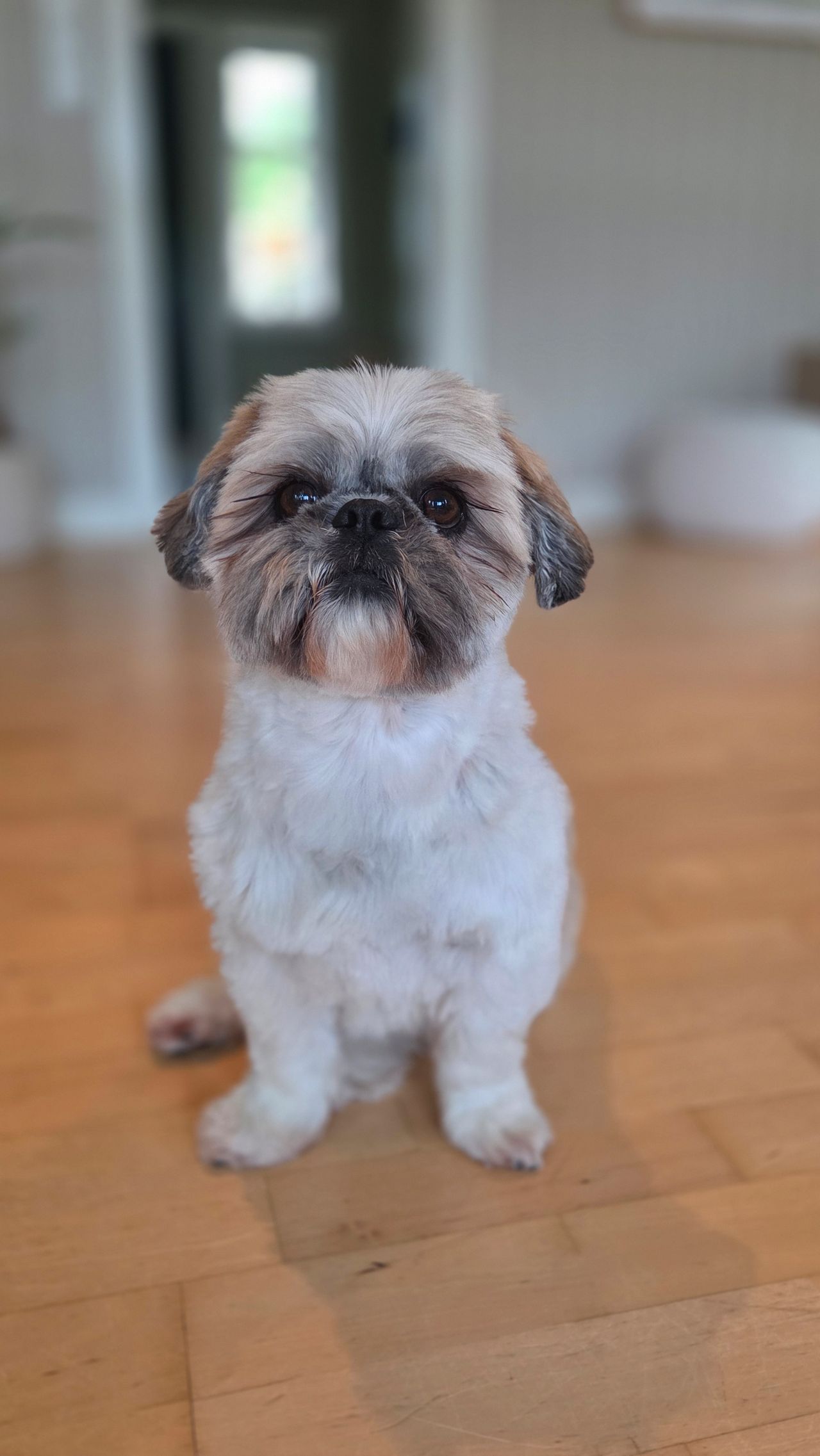 Shih tzu