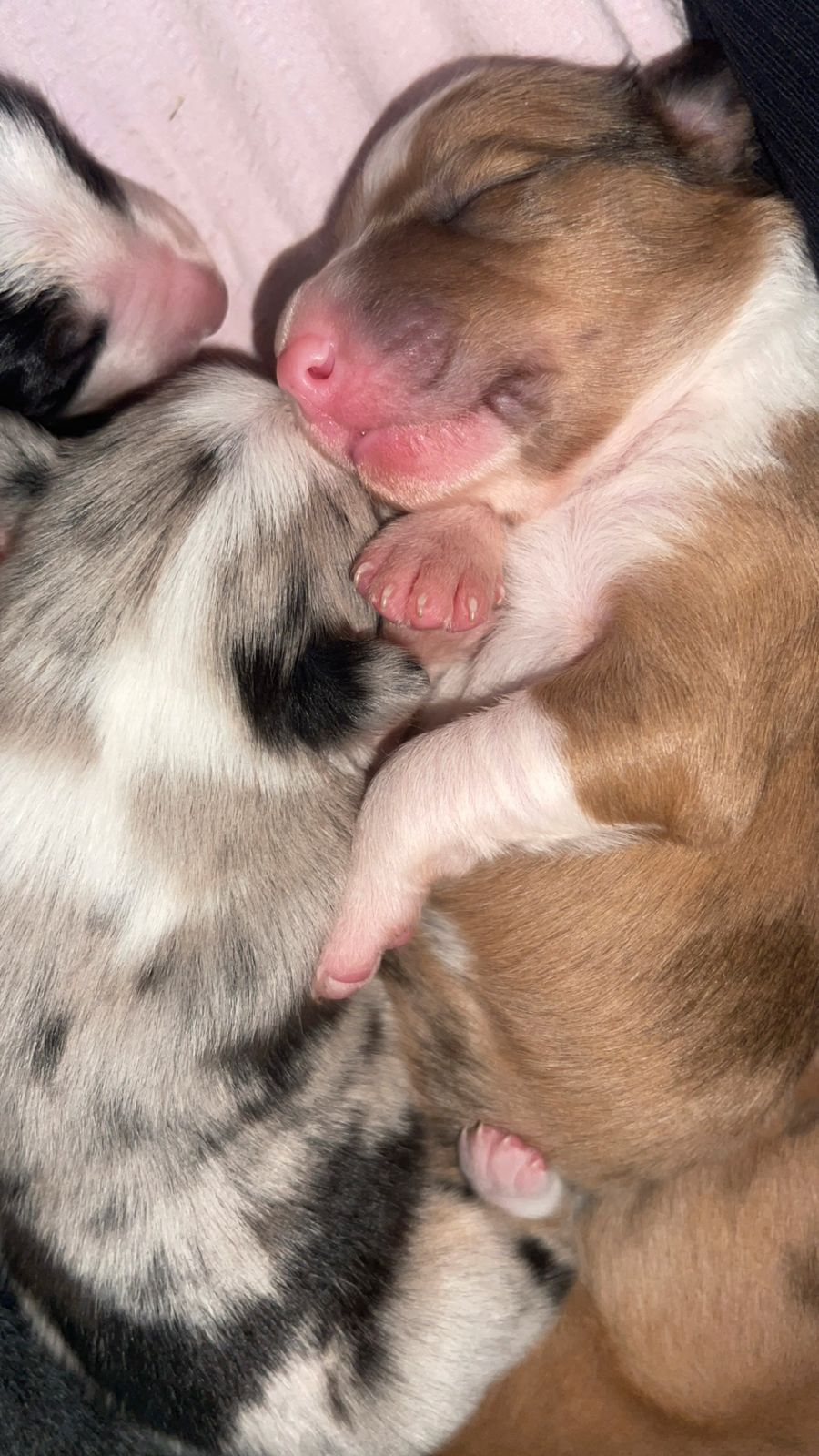 Border collie