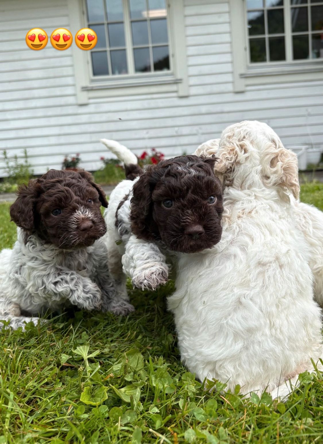 Lagotto romagnolo