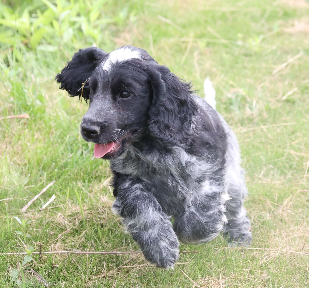 Cocker spaniel