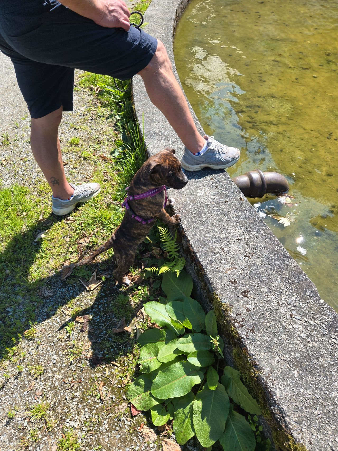 Staffordshire bull terrier