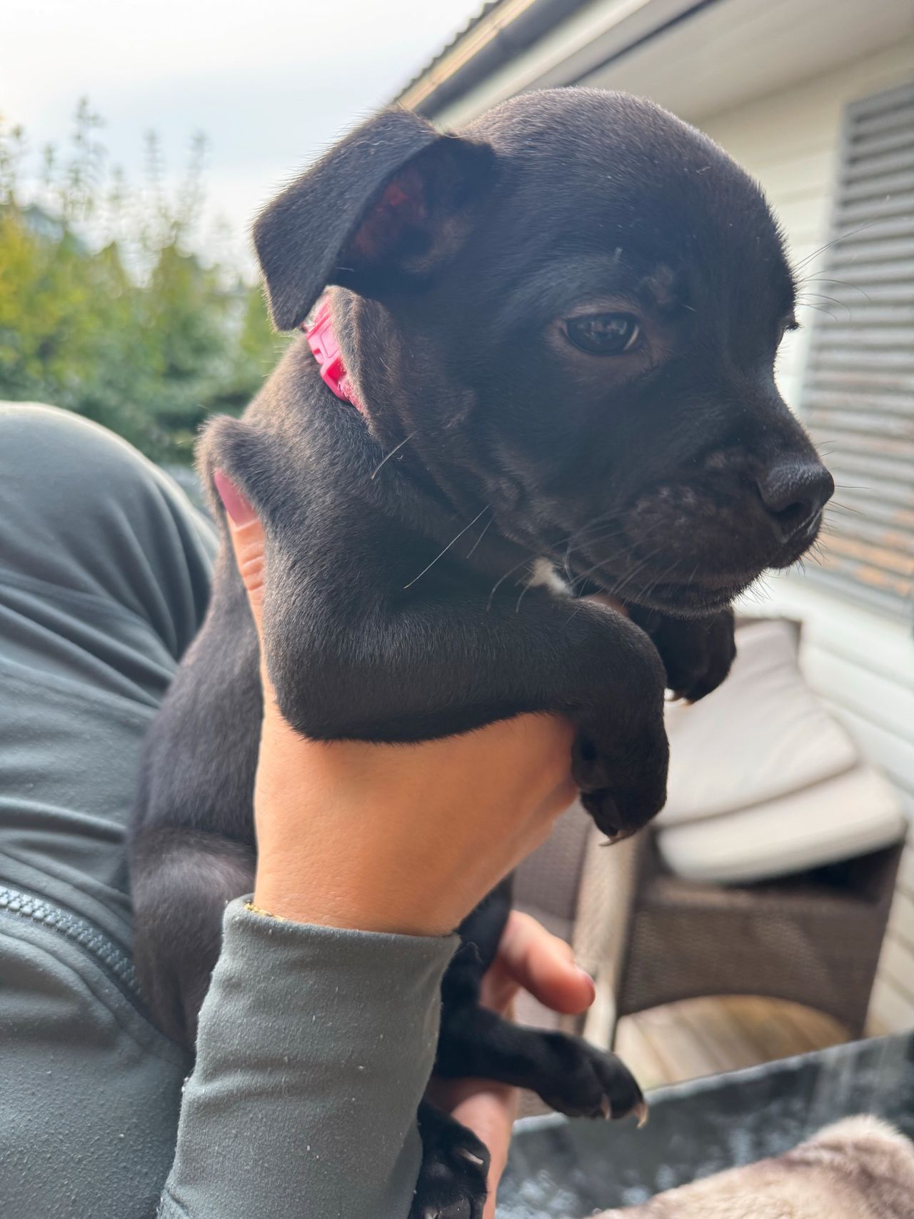 Staffordshire bull terrier
