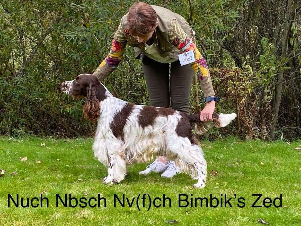 Engelsk springer spaniel