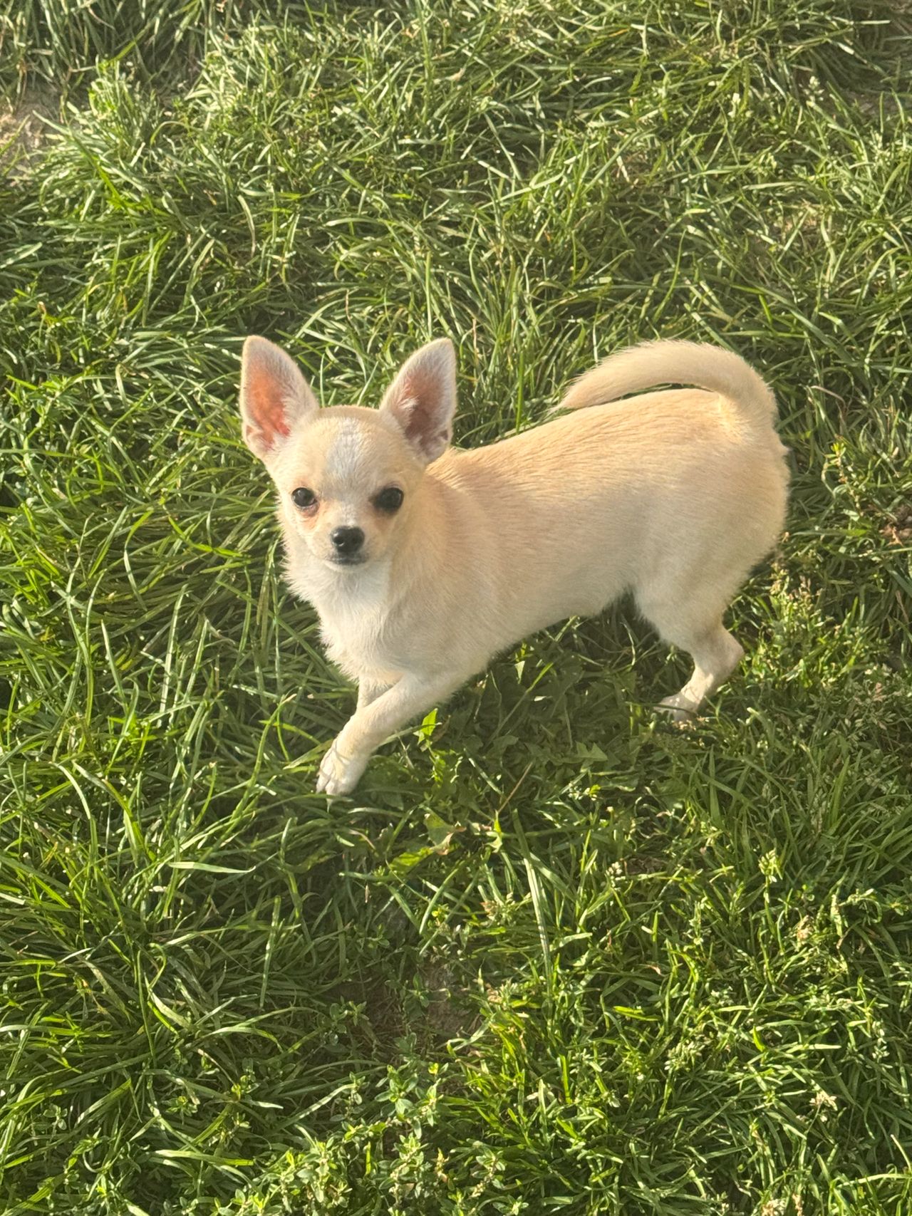 Chihuahua korthåret