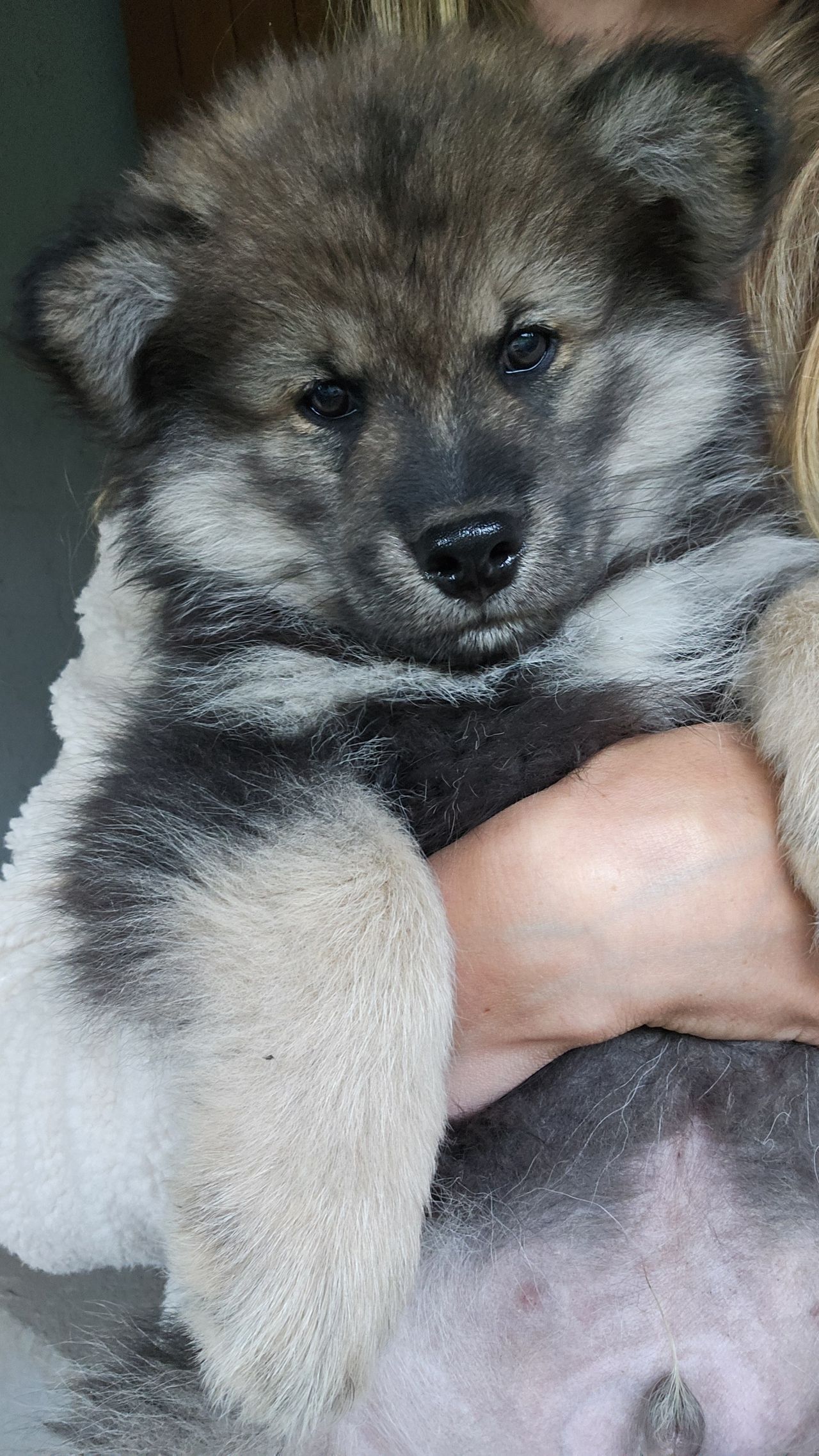 Finsk lapphund