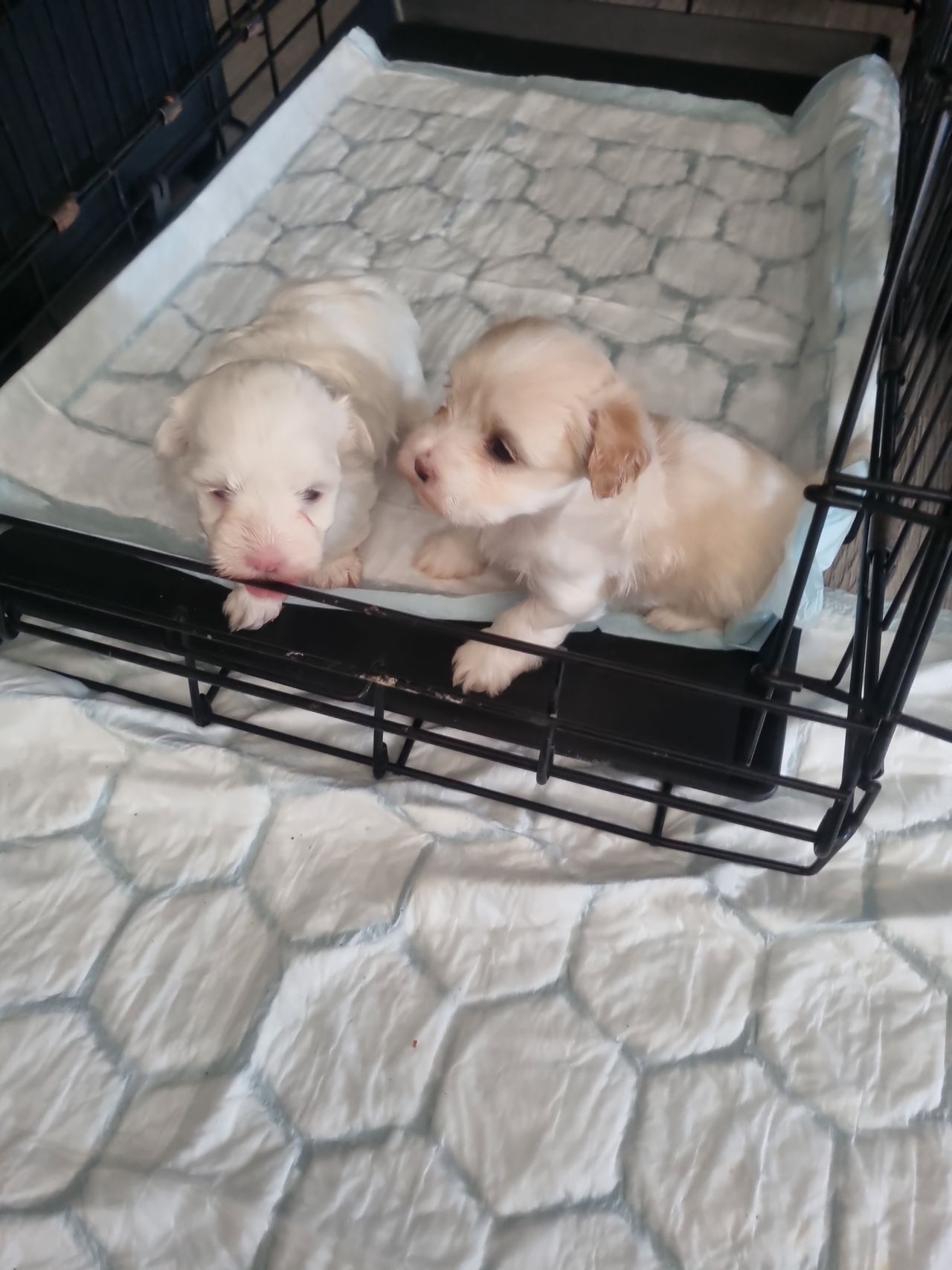 Bichon havanais