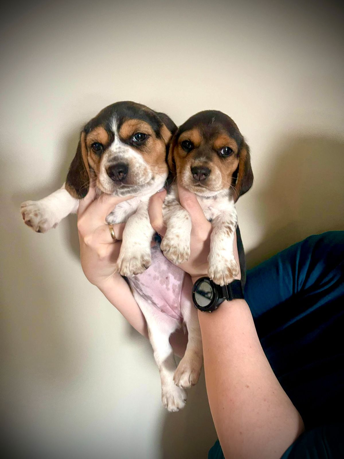 Beagle