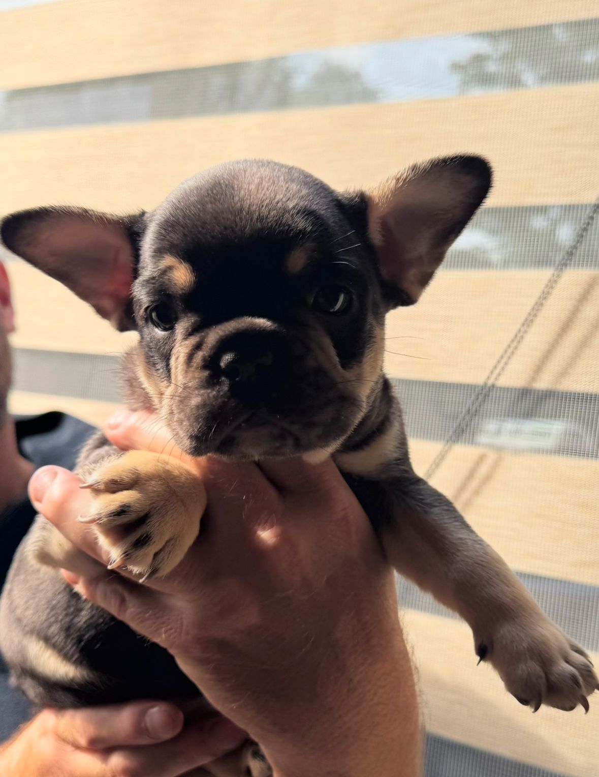 Fransk bulldog
