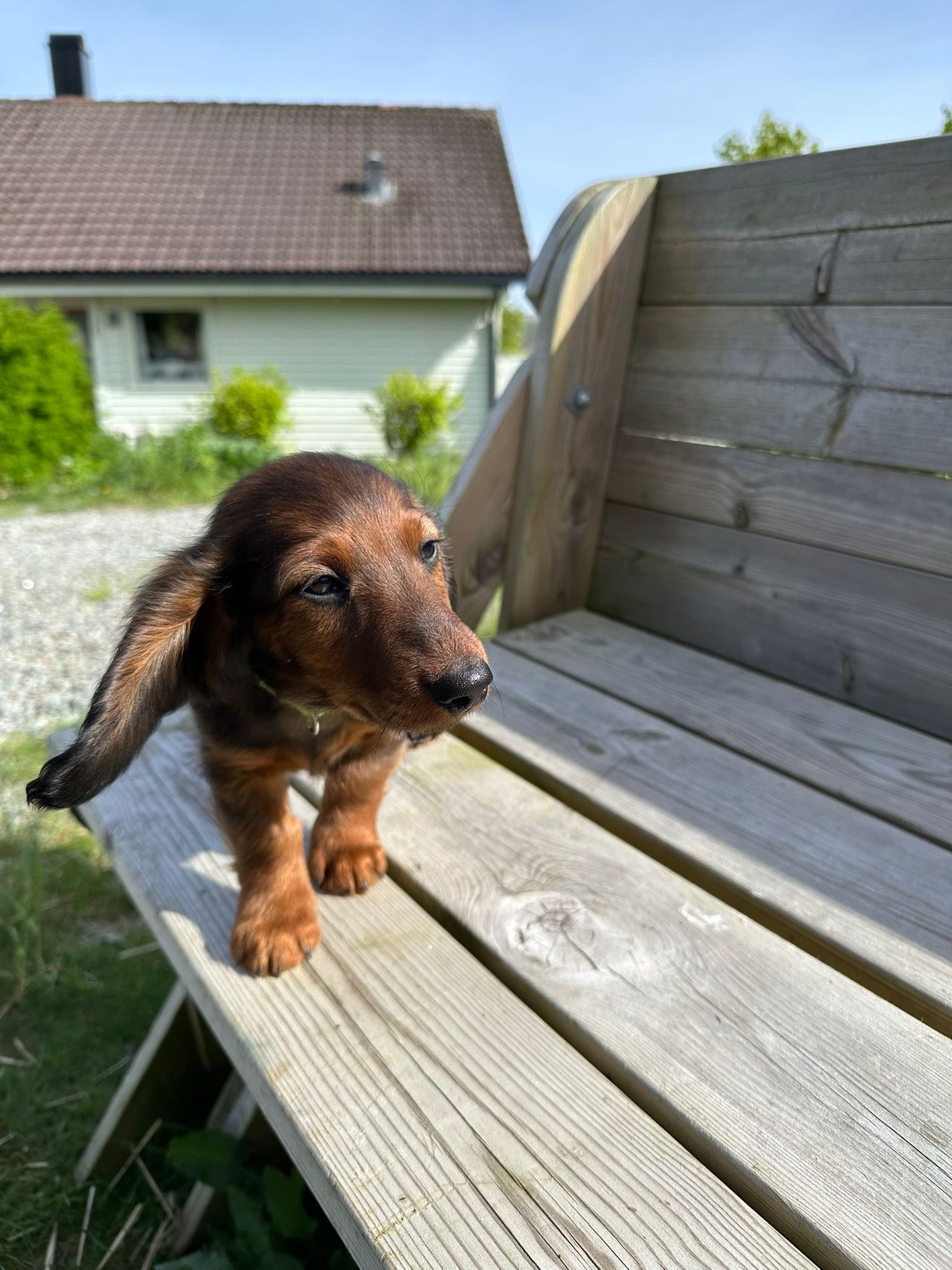 Dvergdachshund korthåret