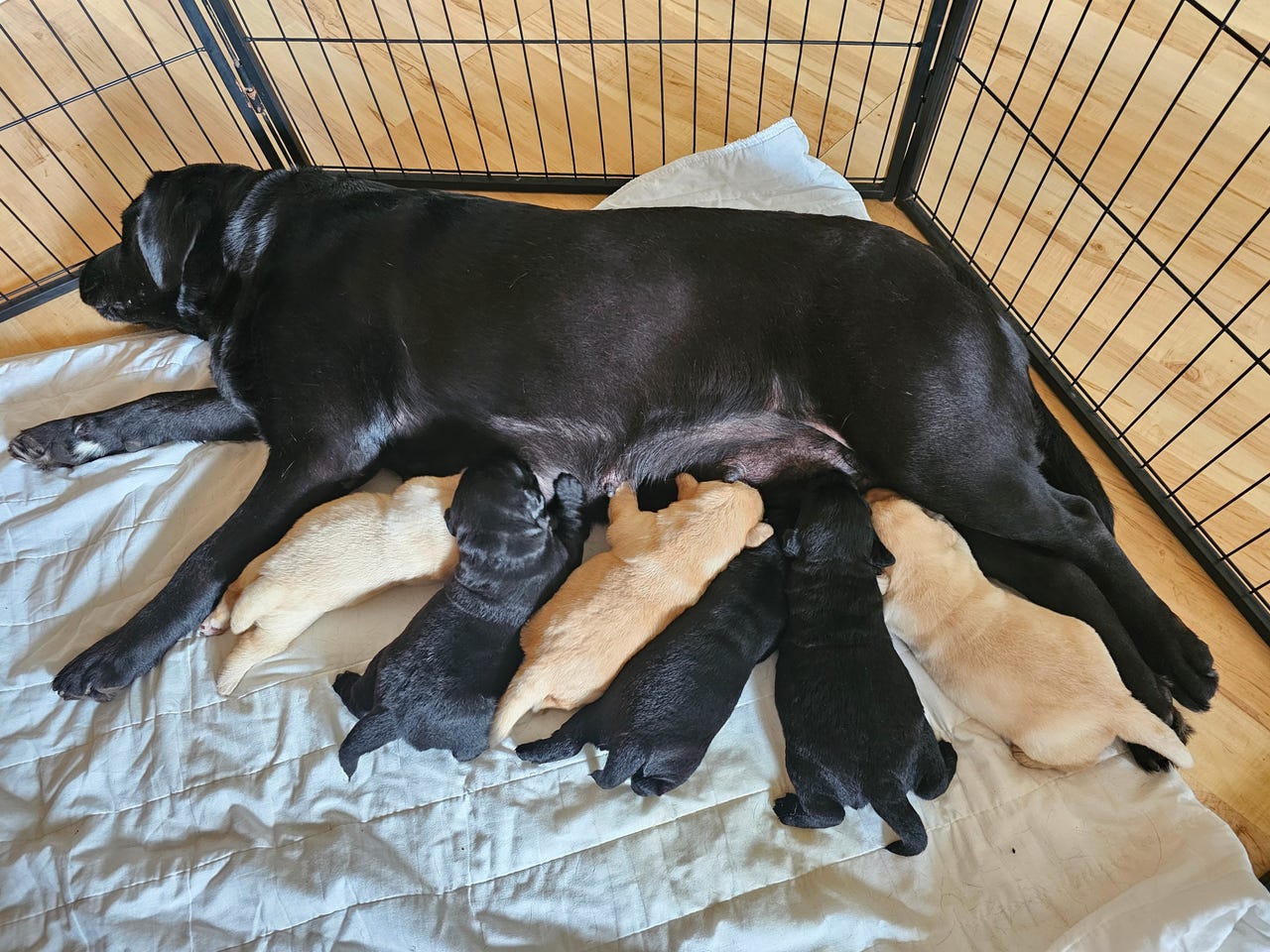 Labrador retriever