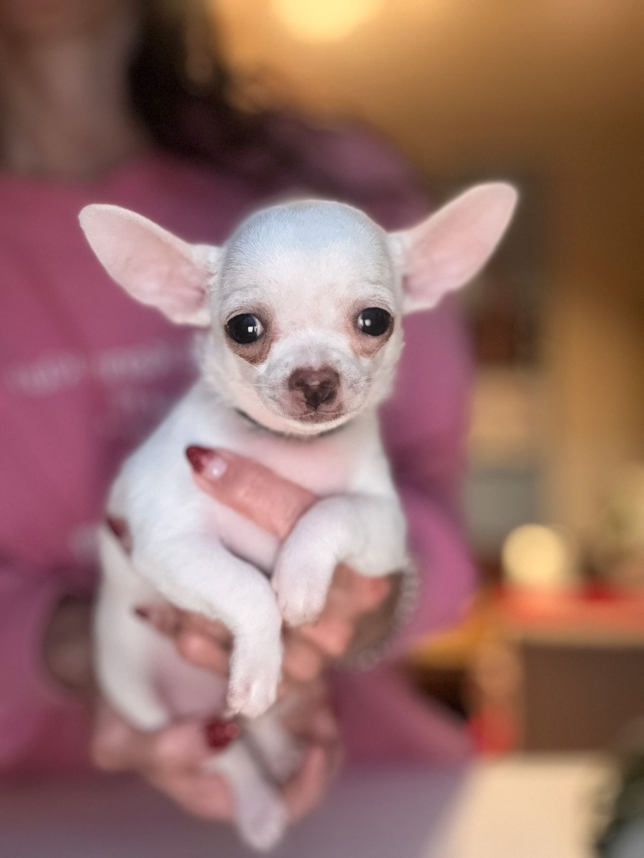 Chihuahua korthåret