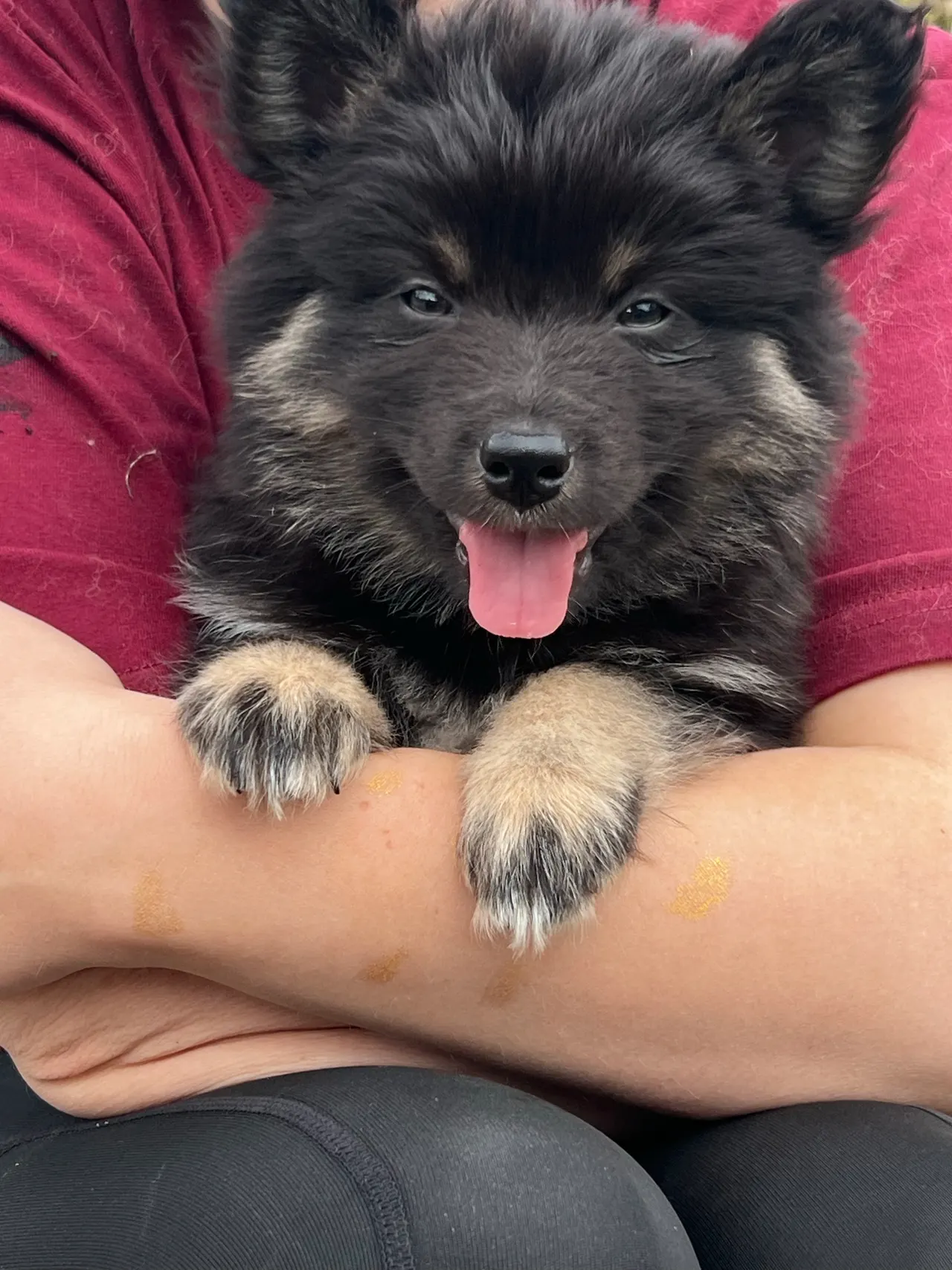 Finsk lapphund