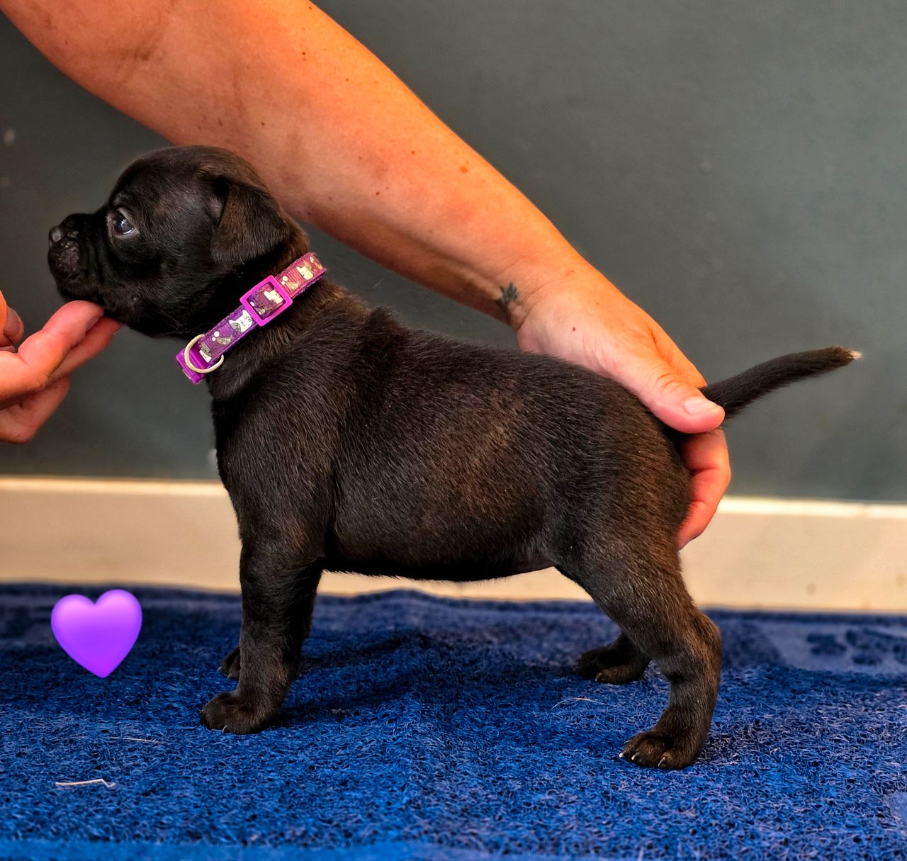 Staffordshire bull terrier