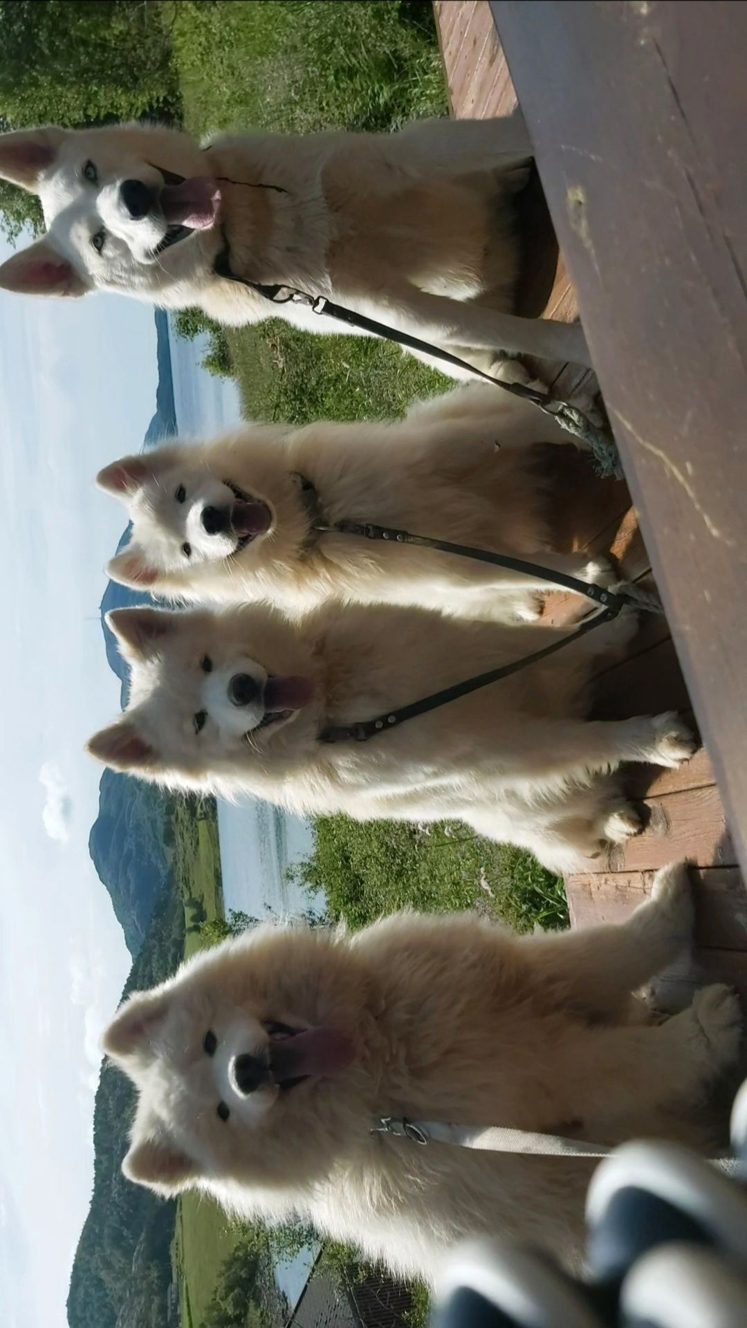 Samojedhund