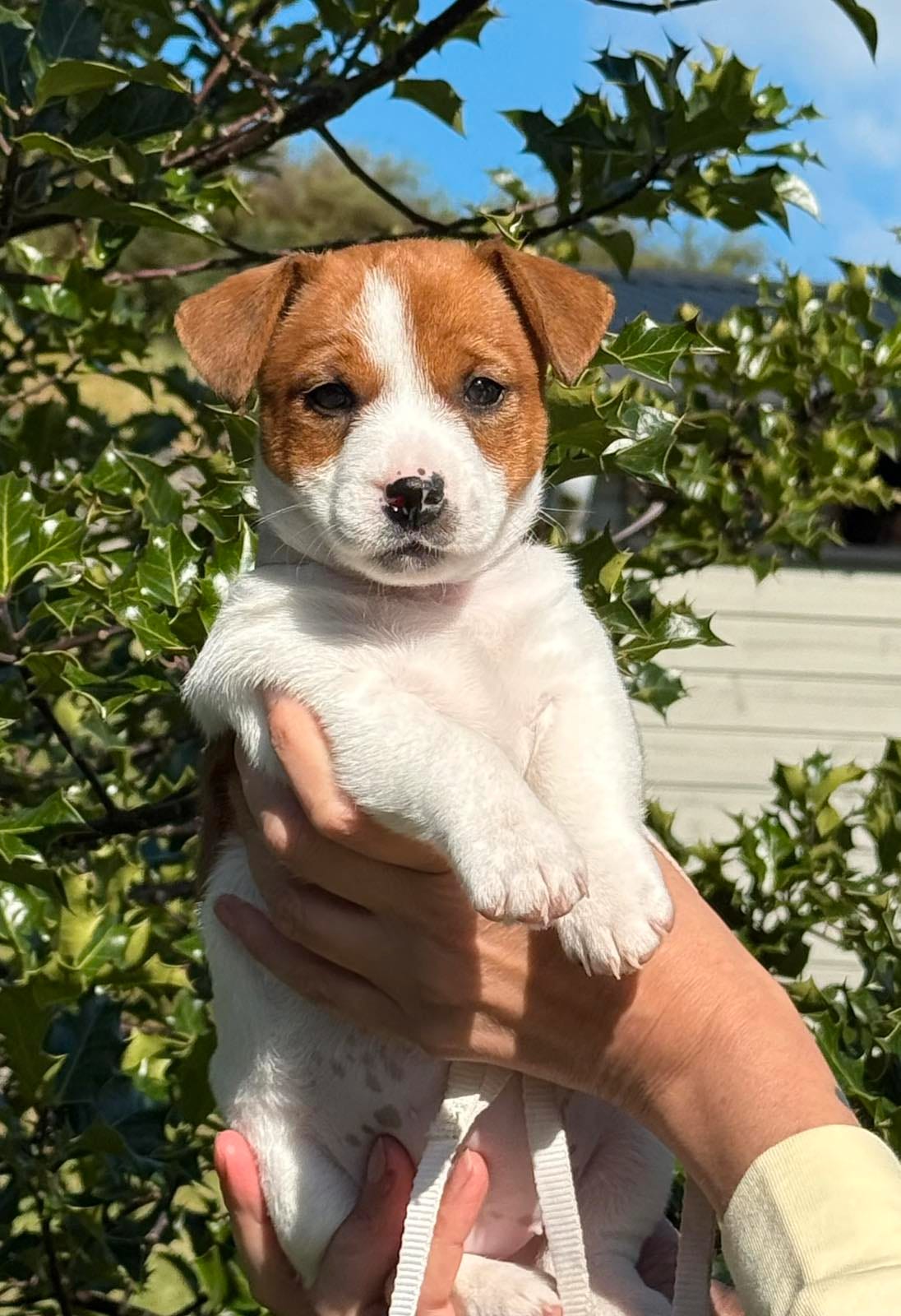 Jack russell terrier