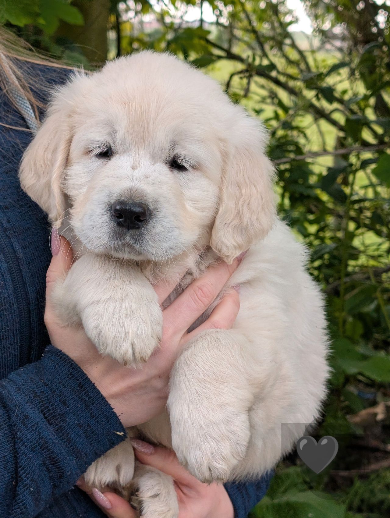 Golden retriever