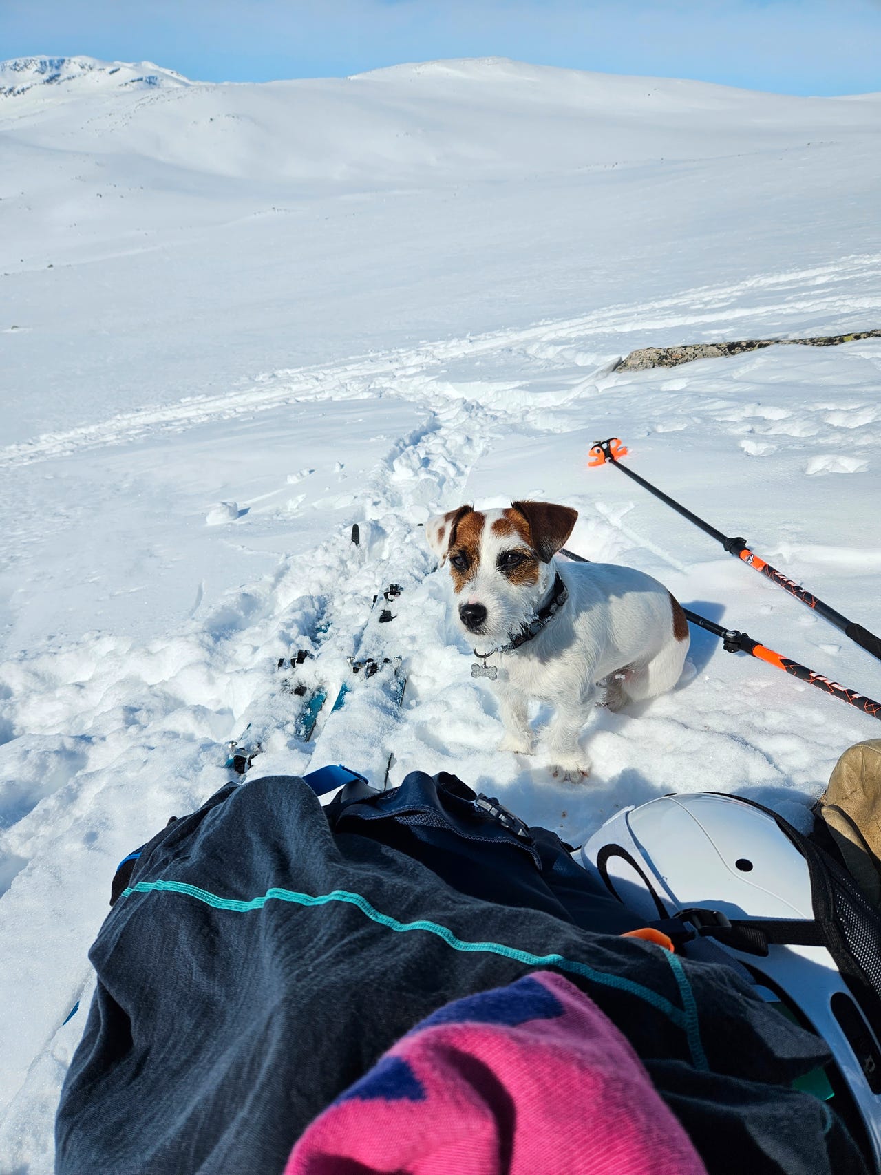 Jack russell terrier