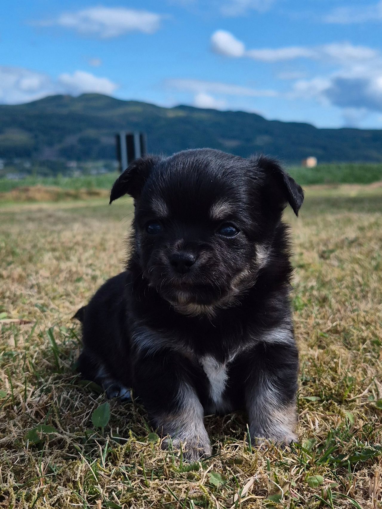 Chihuahua langhåret