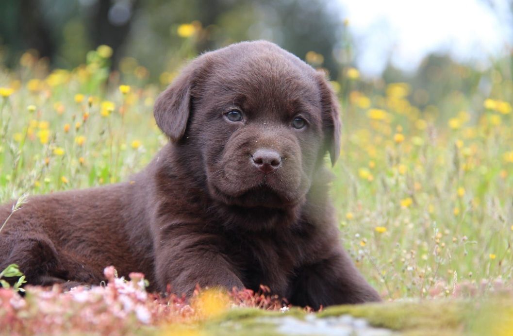 Labrador retriever