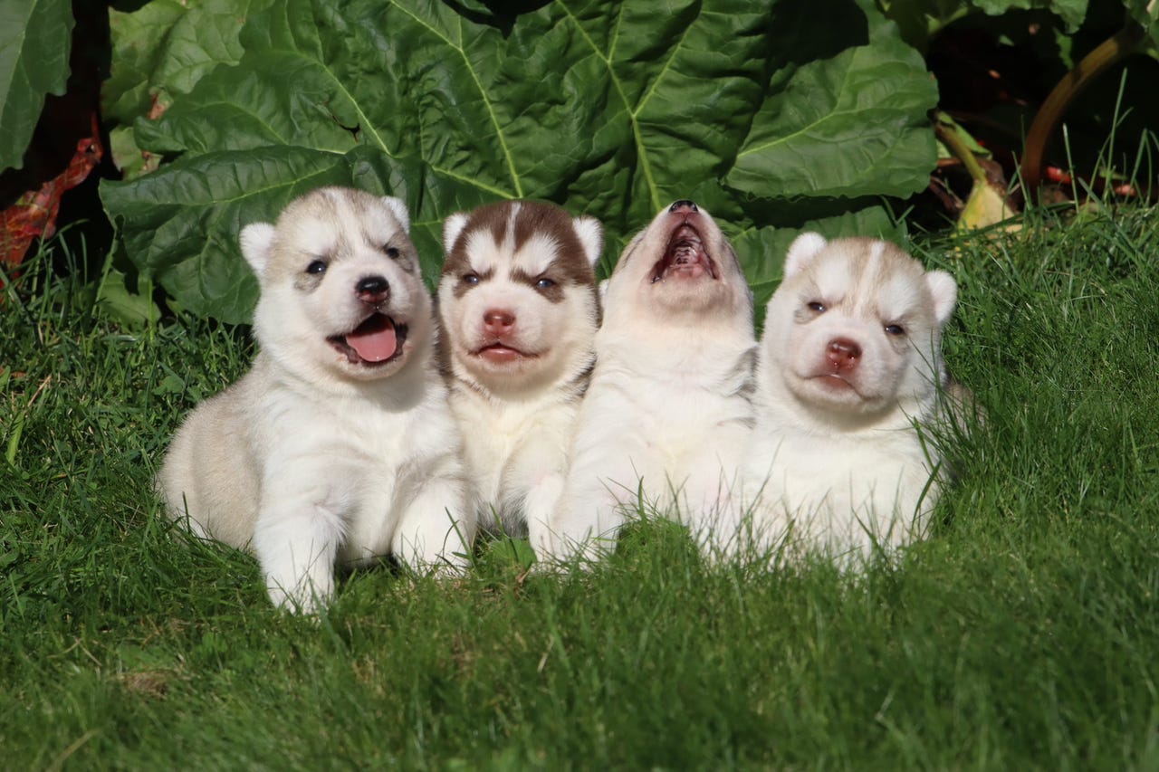 Siberian husky