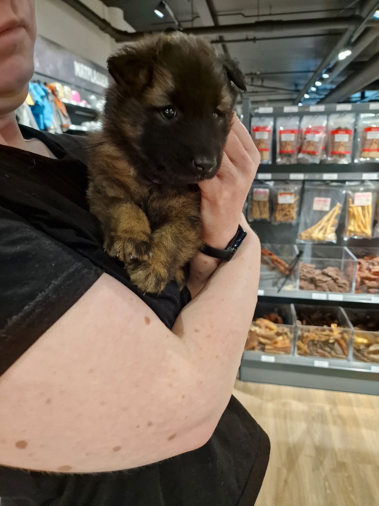 Belgisk fårehund, tervueren