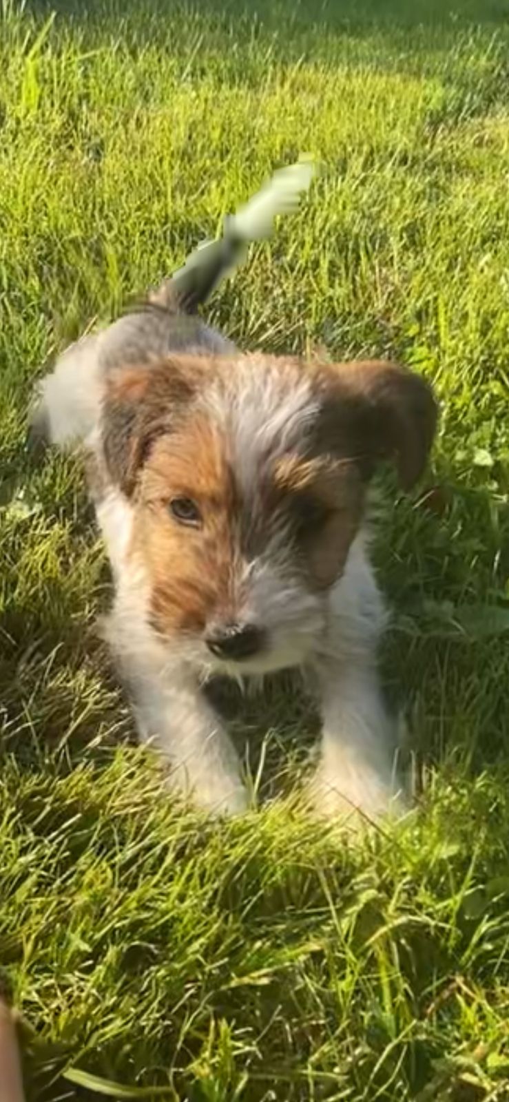 Jack russell terrier
