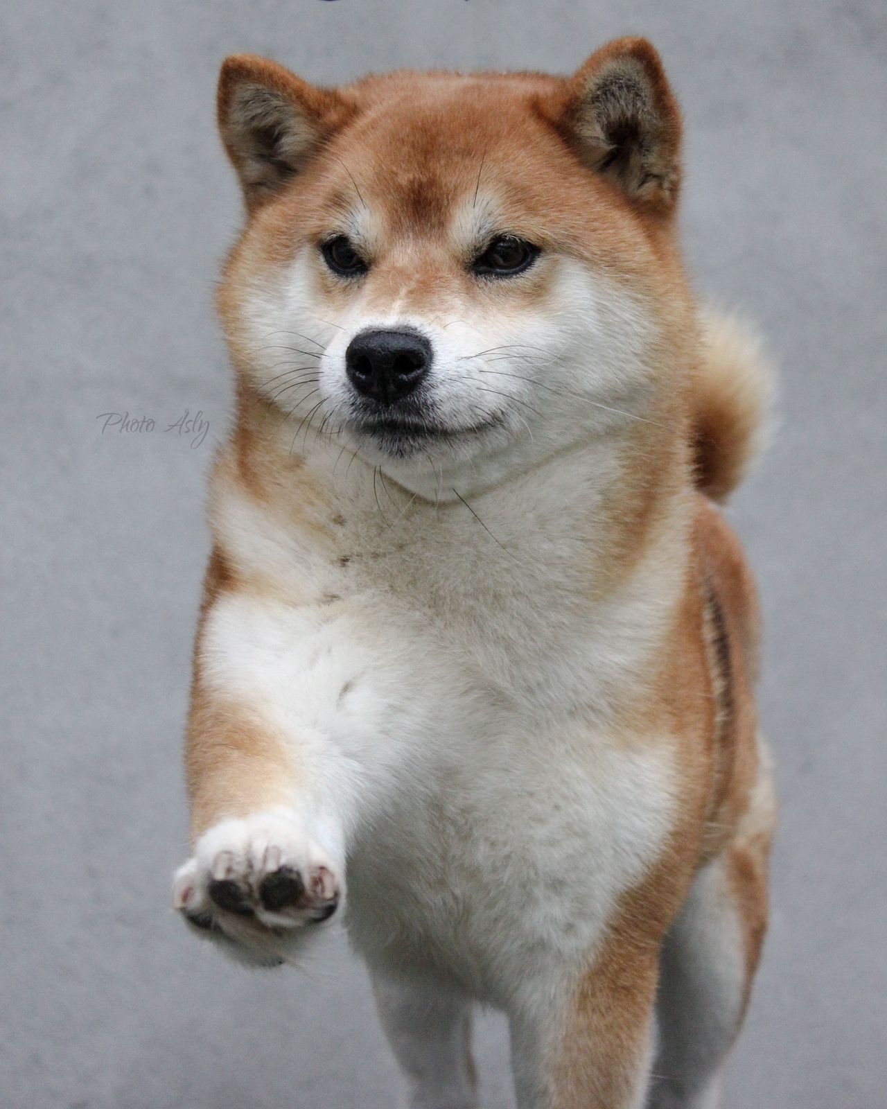 Shiba
