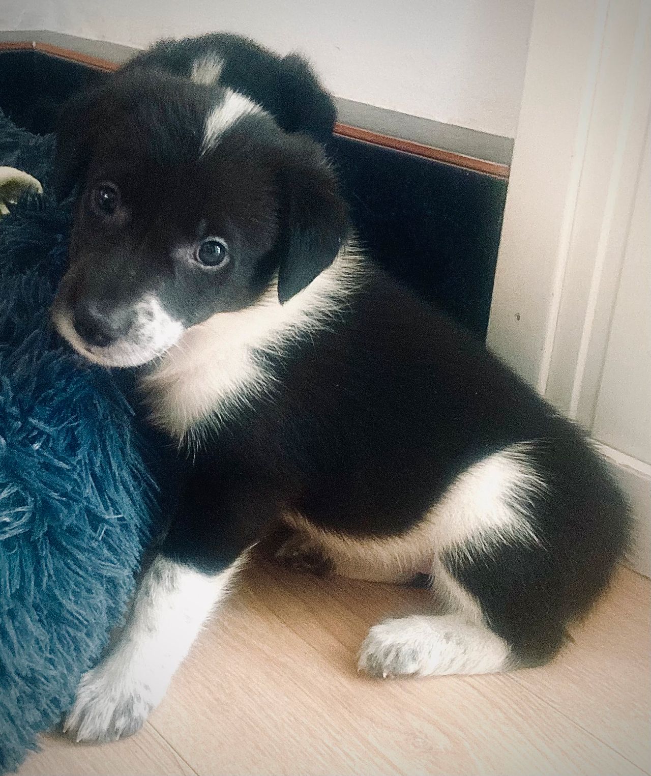 Border collie