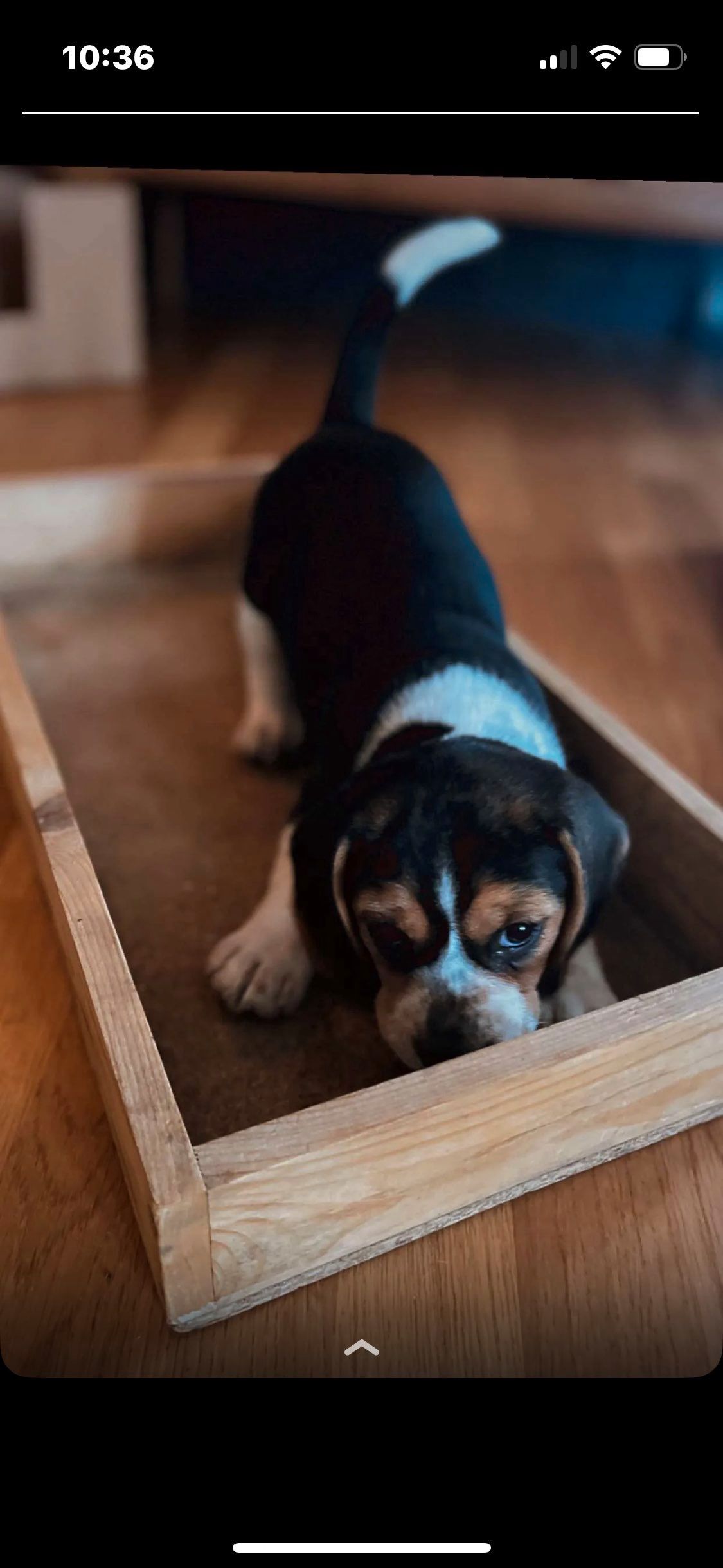 Beagle