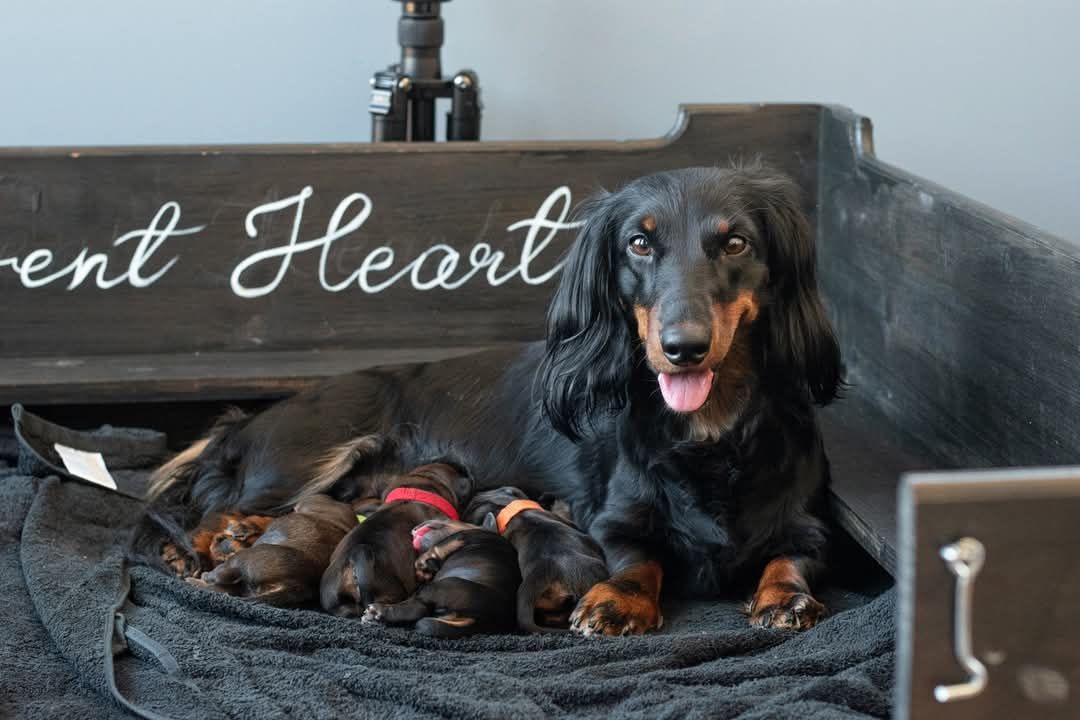 Dachshund langhåret