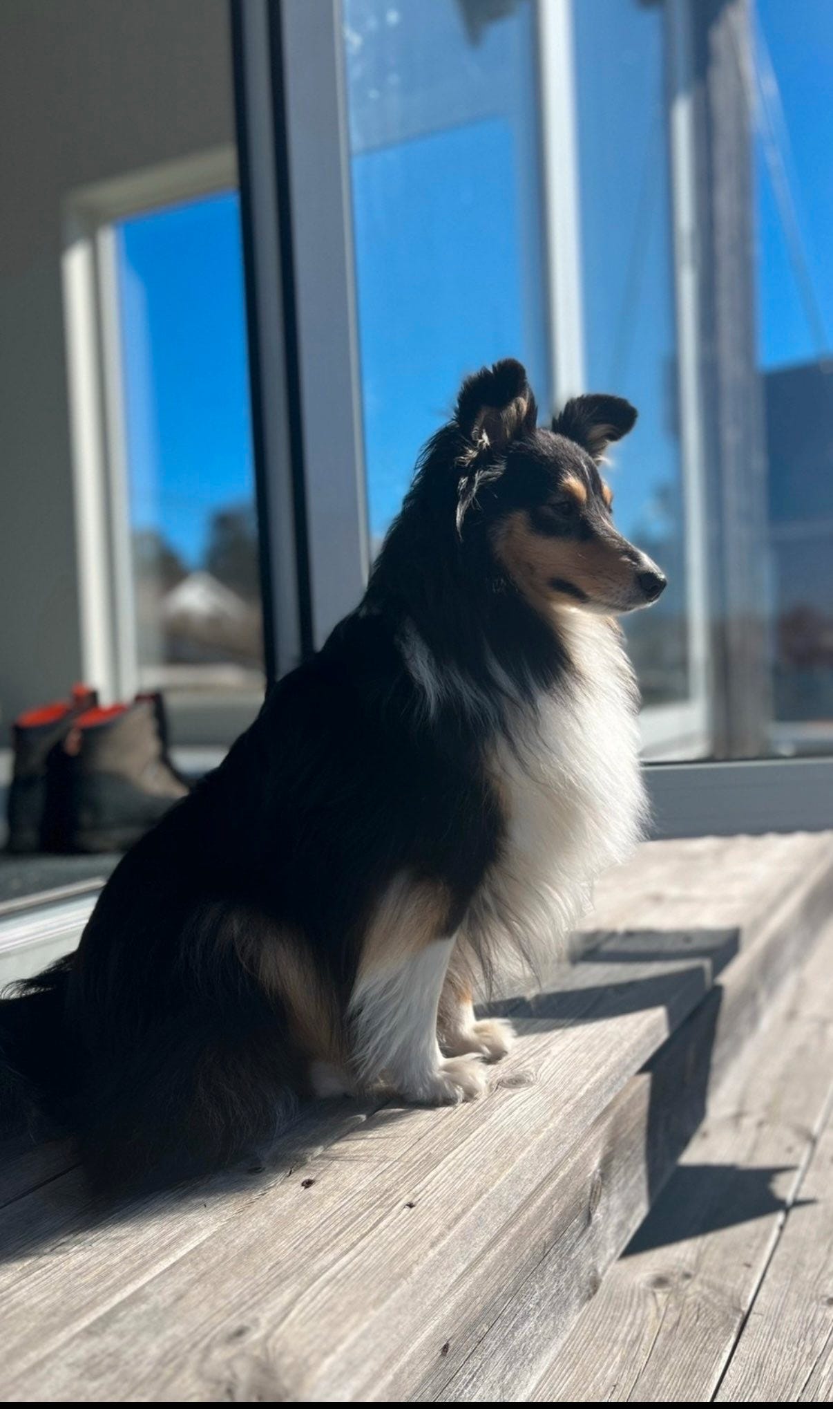 Shetland sheepdog