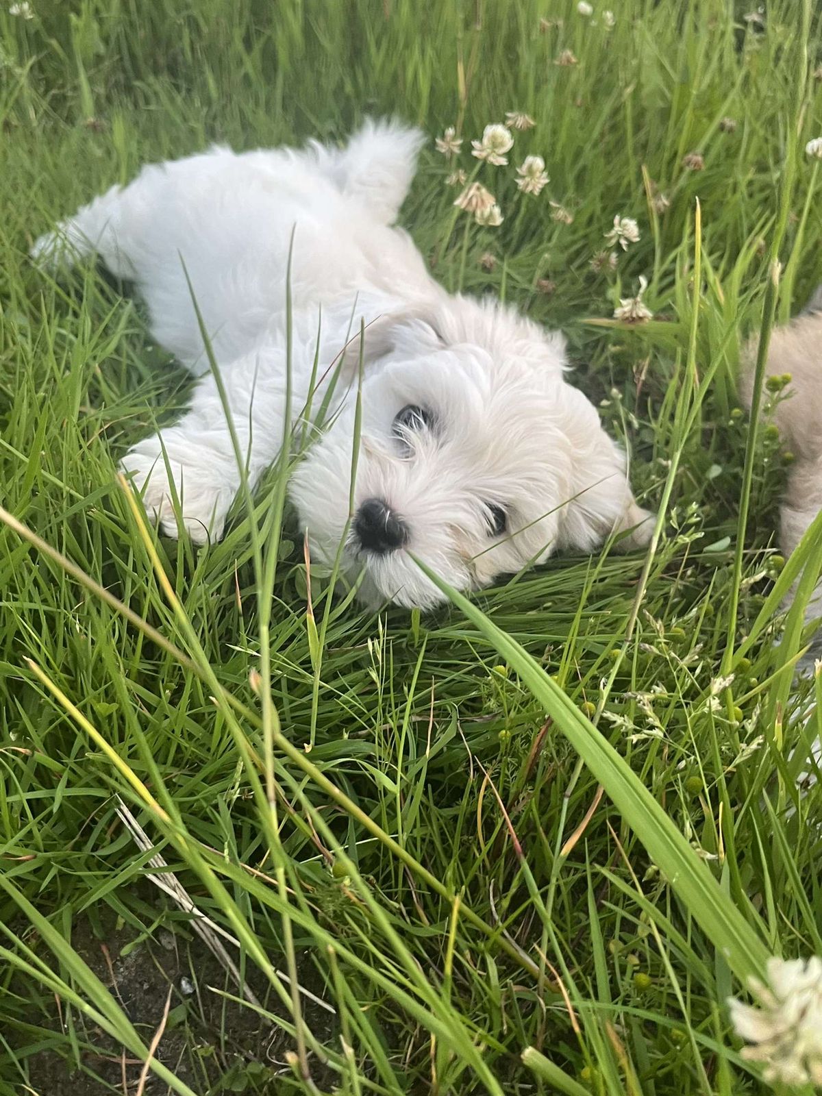 Bichon havanais