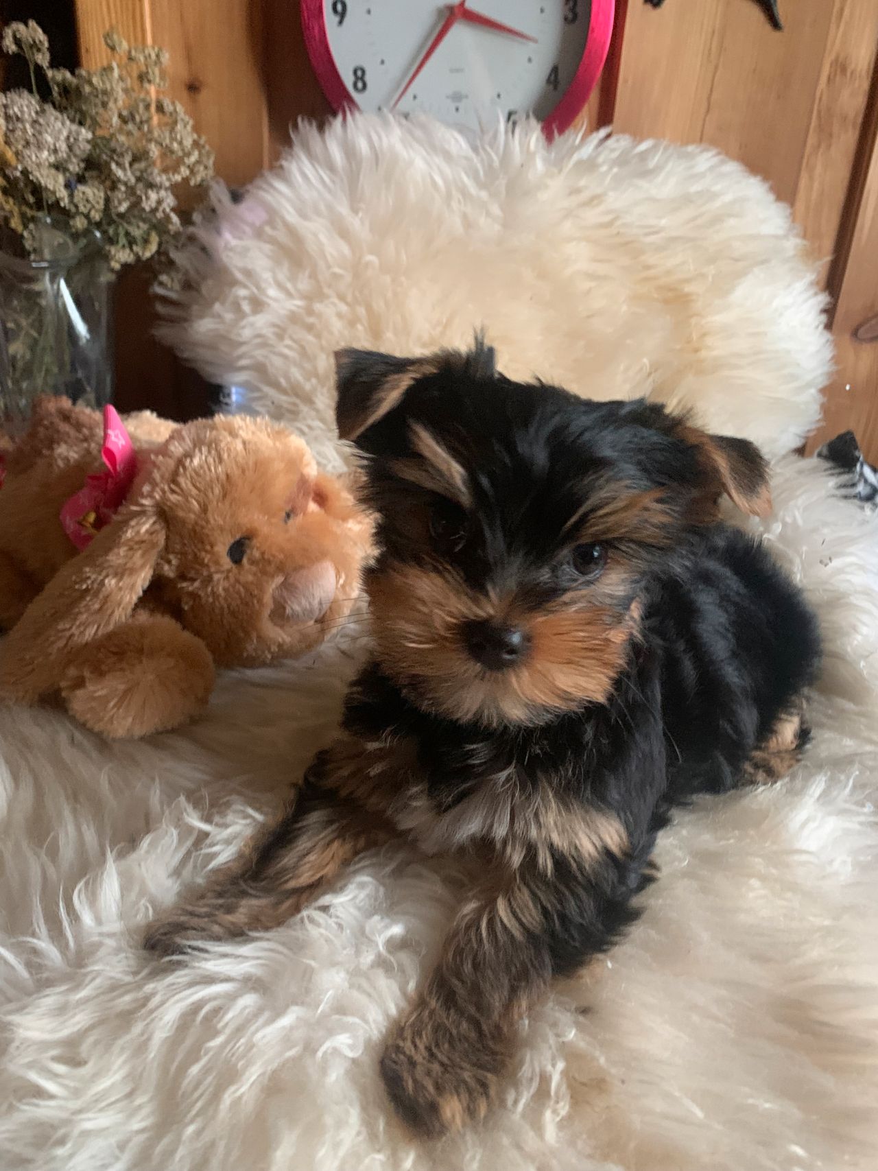 Yorkshire terrier