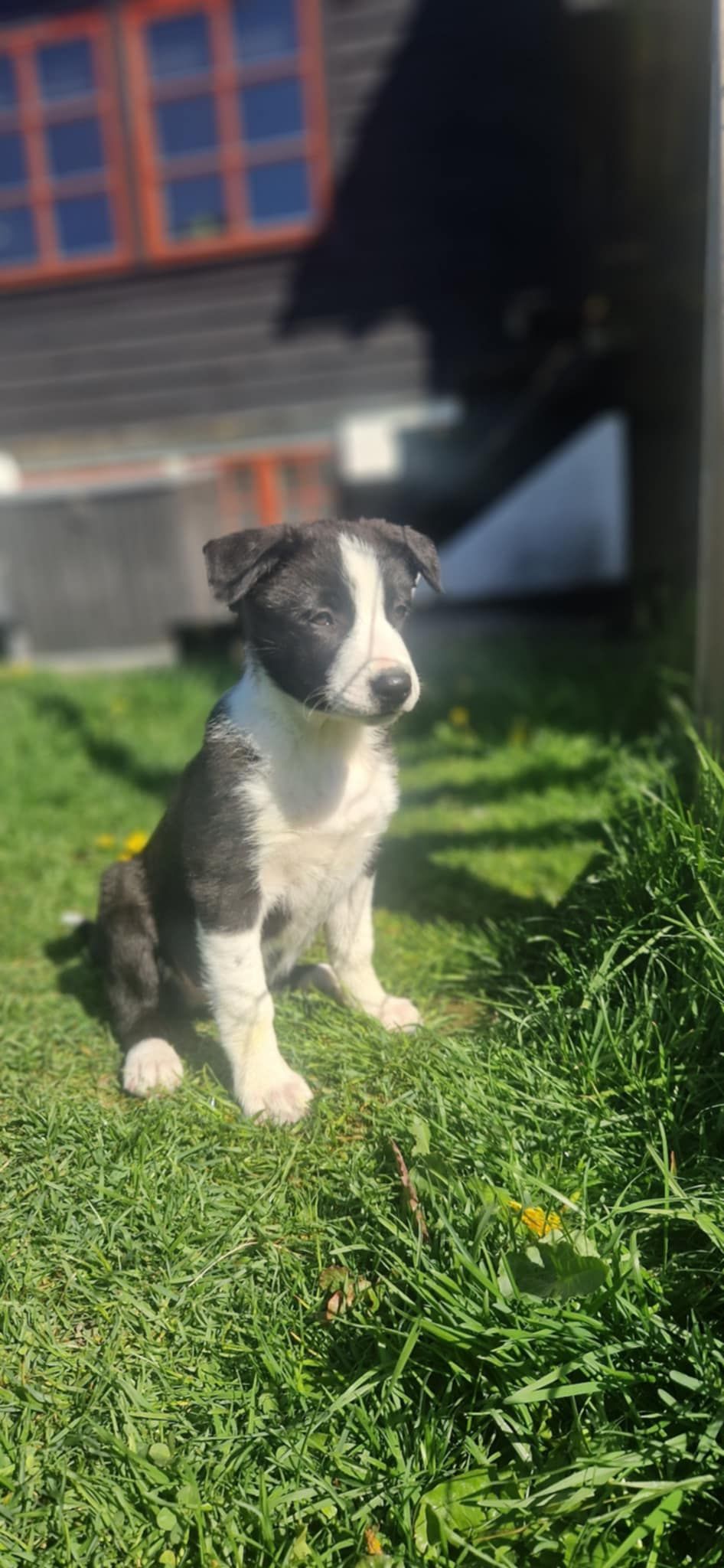 Border collie