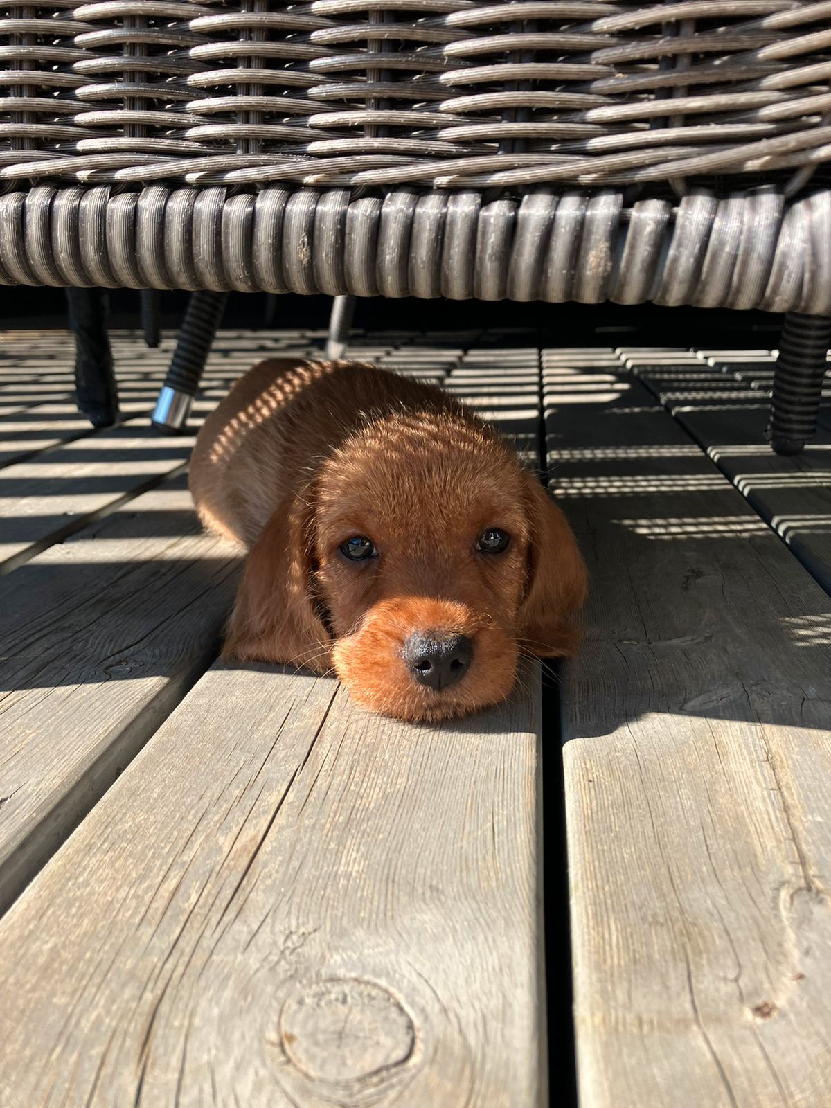 Basset fauve de bretagne