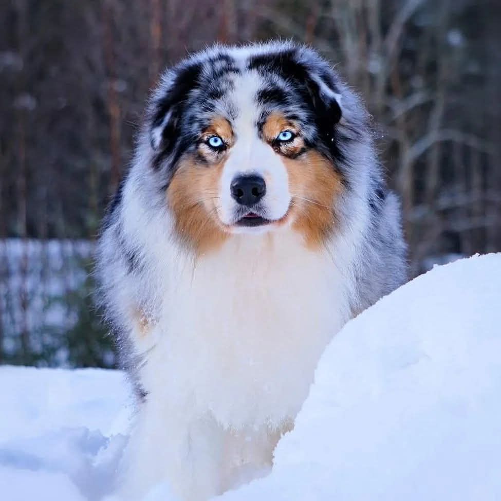 Australian shepherd